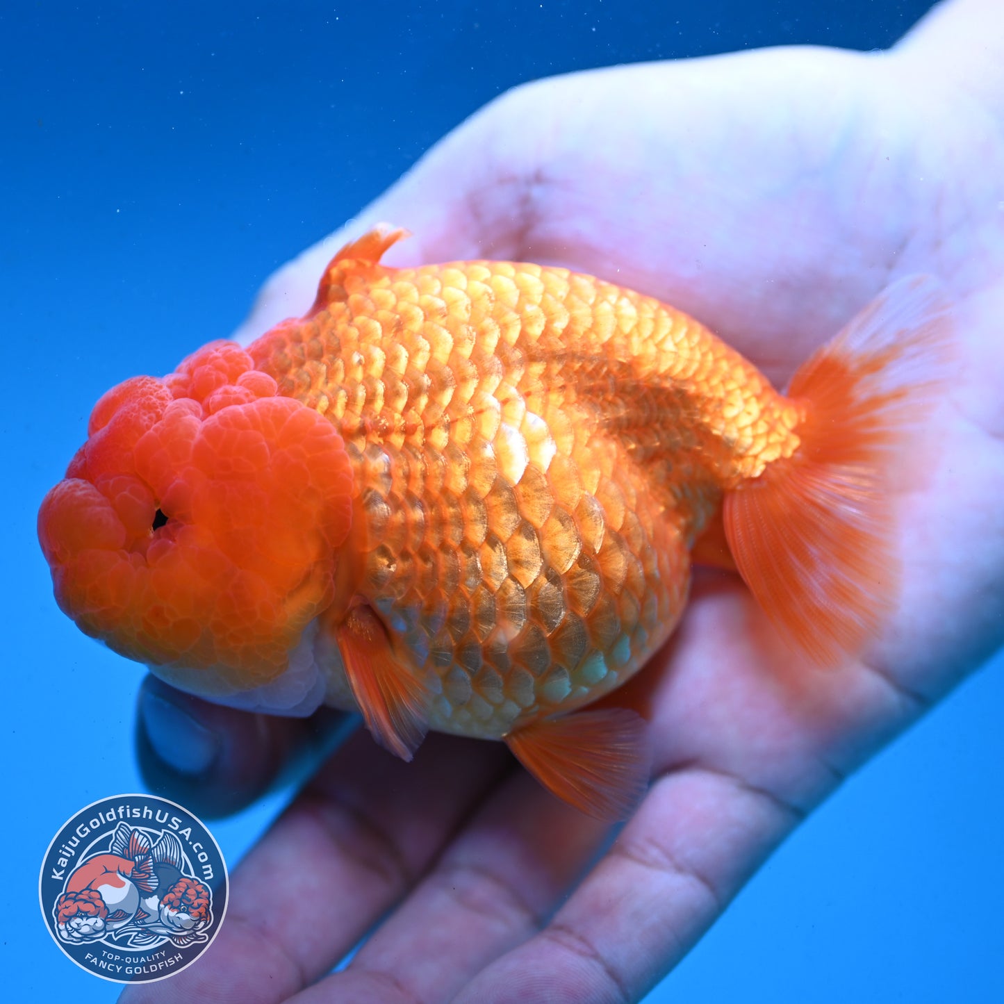 Red White Sharkfin  Buffalo Ranchu 4 inch Body (251003_RC05)