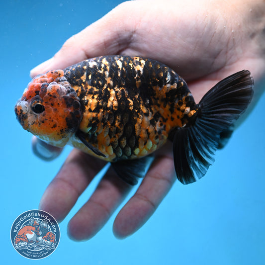 Tiger Ranchu 4 inch Body (250926_RC05)