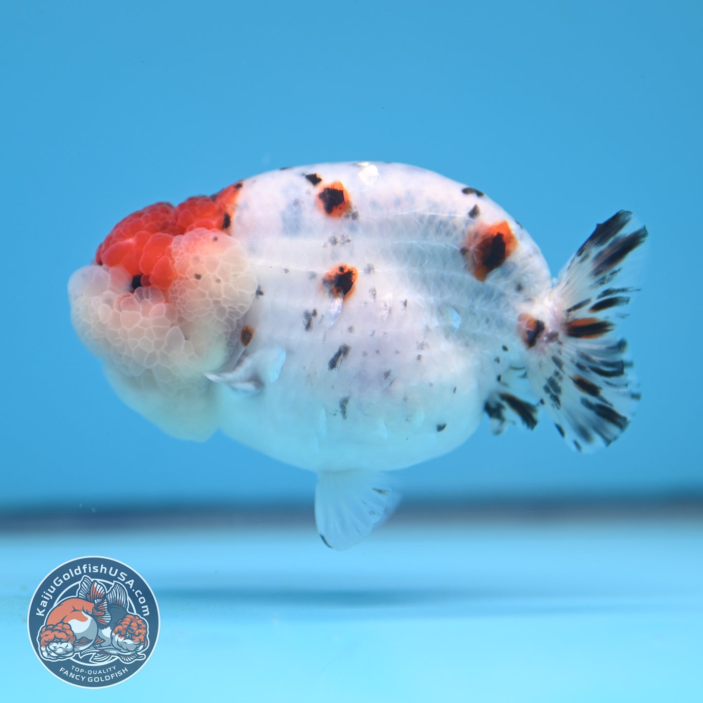 Calico Ranchu 3.5 inches Body (250523_RC05)