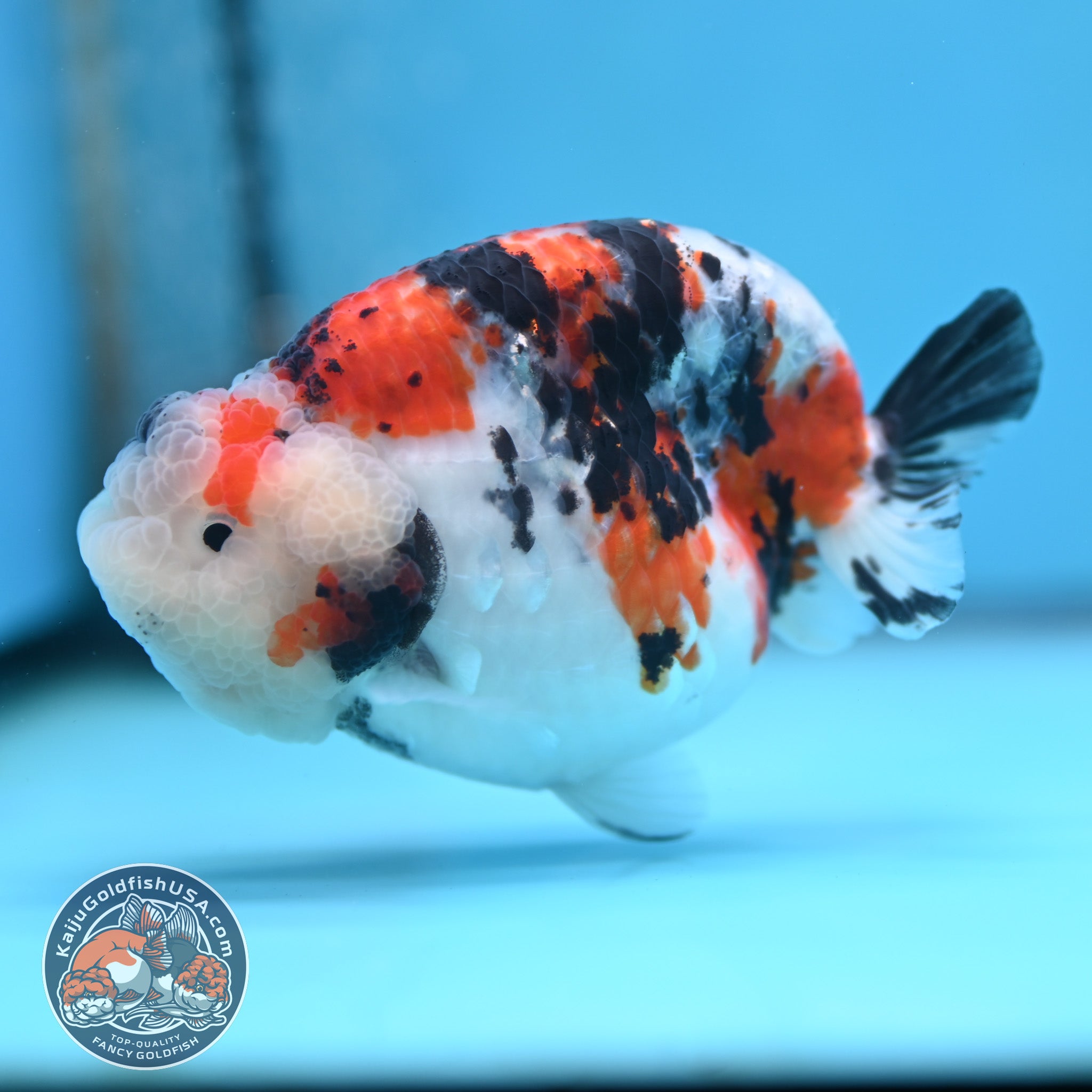 Tricolor Sakura Ranchu Goldfish for Sale | Kaiju Goldfish USA