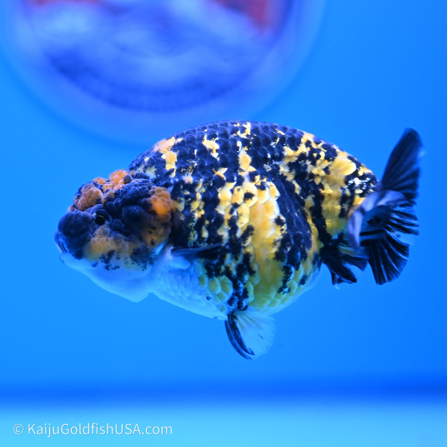 Tiger Ranchu 3.8 inches (240719_RC05) - Kaiju Goldfish USA