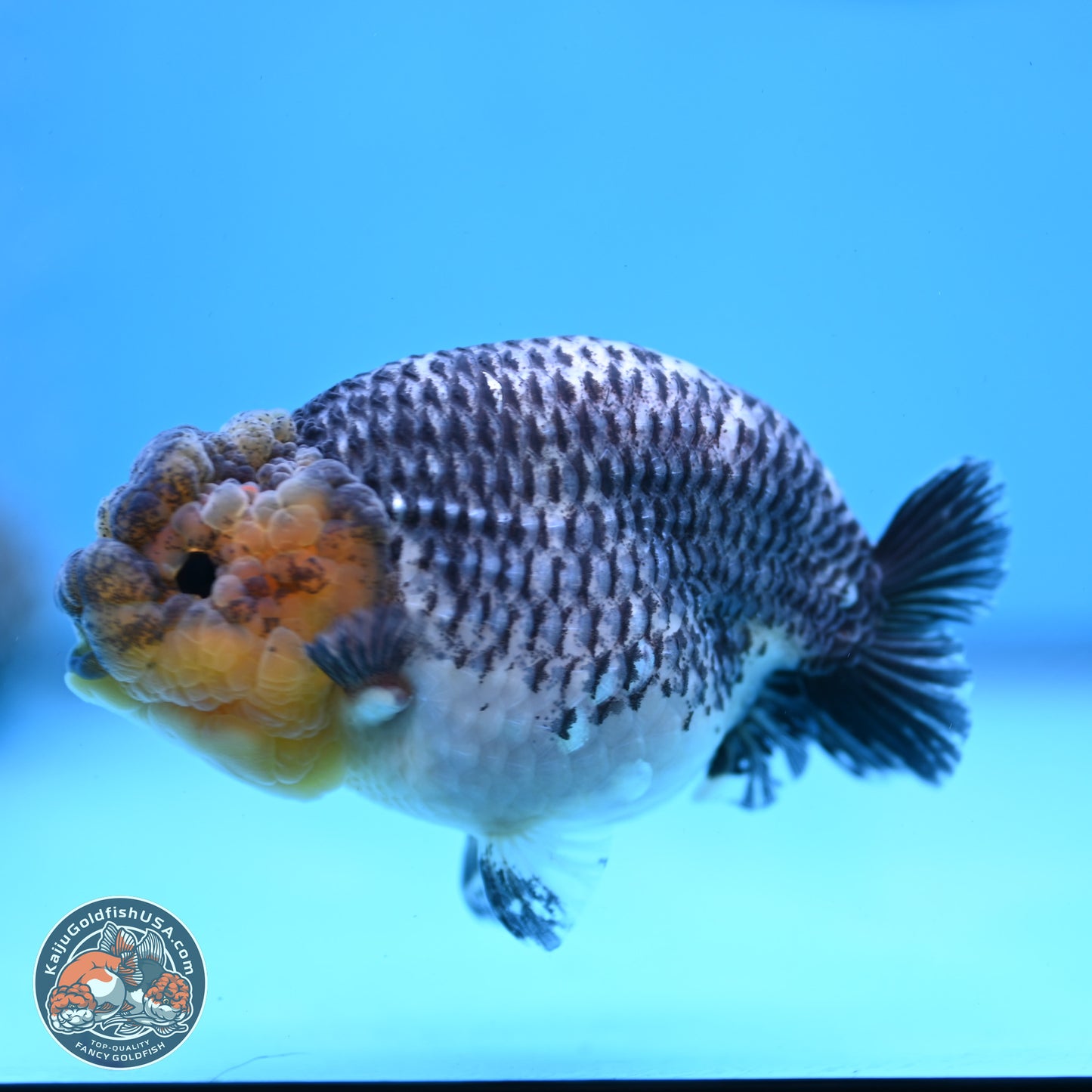 Blue Based Kirin Ranchu 3.8 inches Body - Female (250228_RC05)