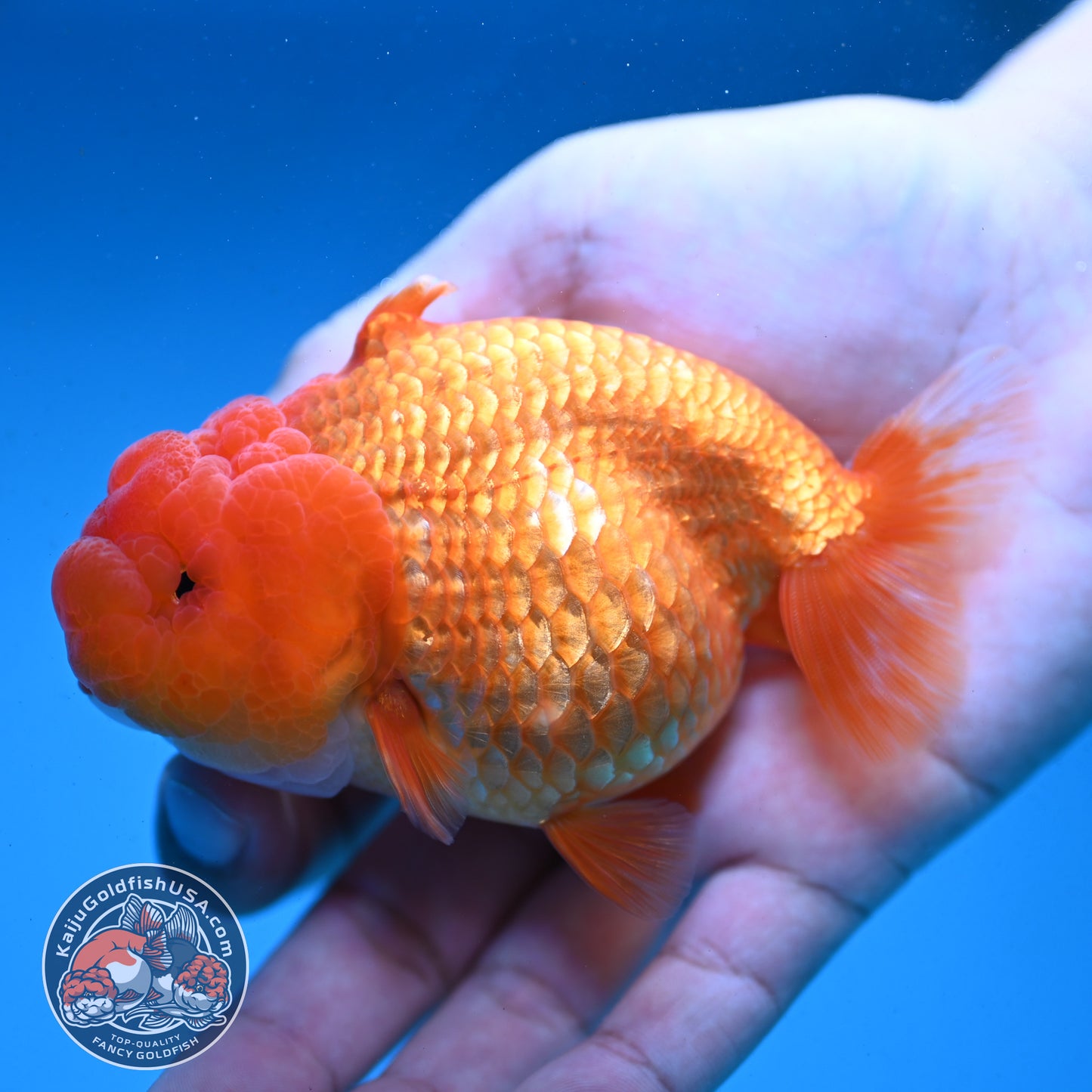 Red White Sharkfin  Buffalo Ranchu 4 inch Body (251003_RC05)