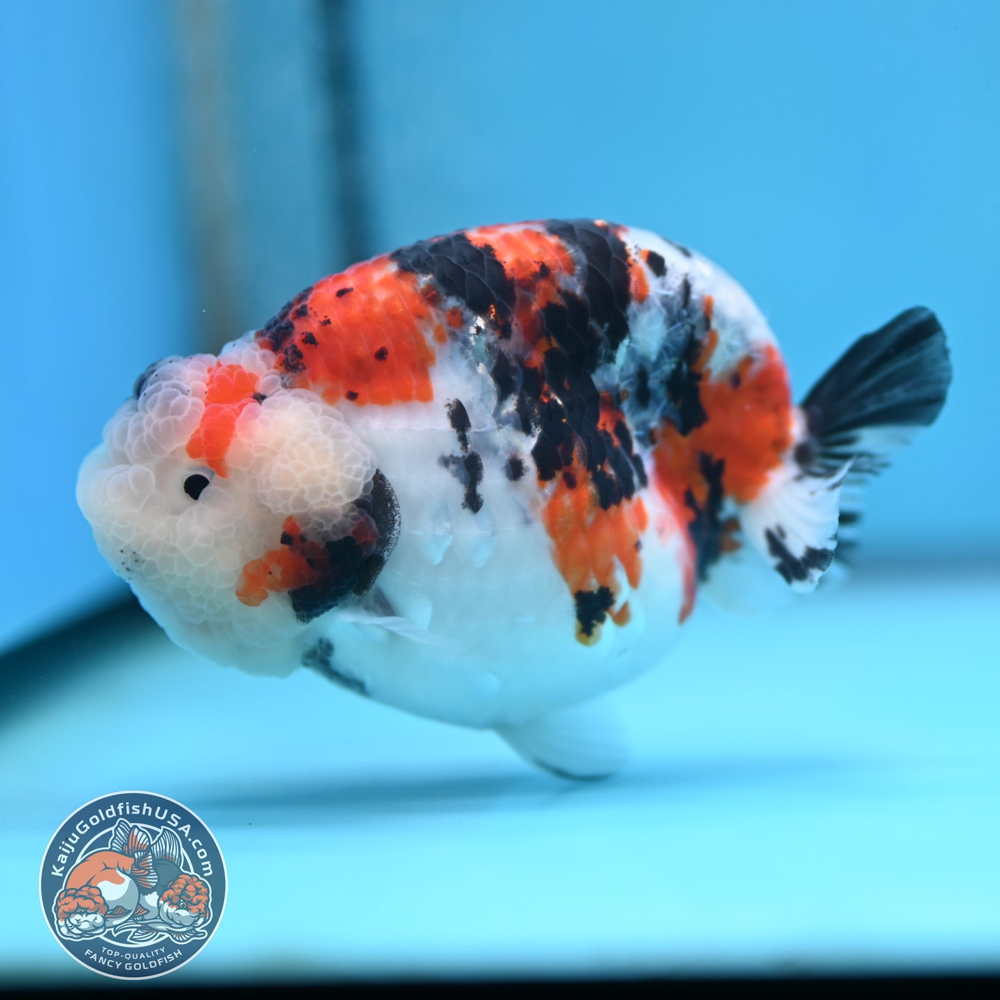 Tricolor Sakura Ranchu 3.8 inches Body (250509_RC05)