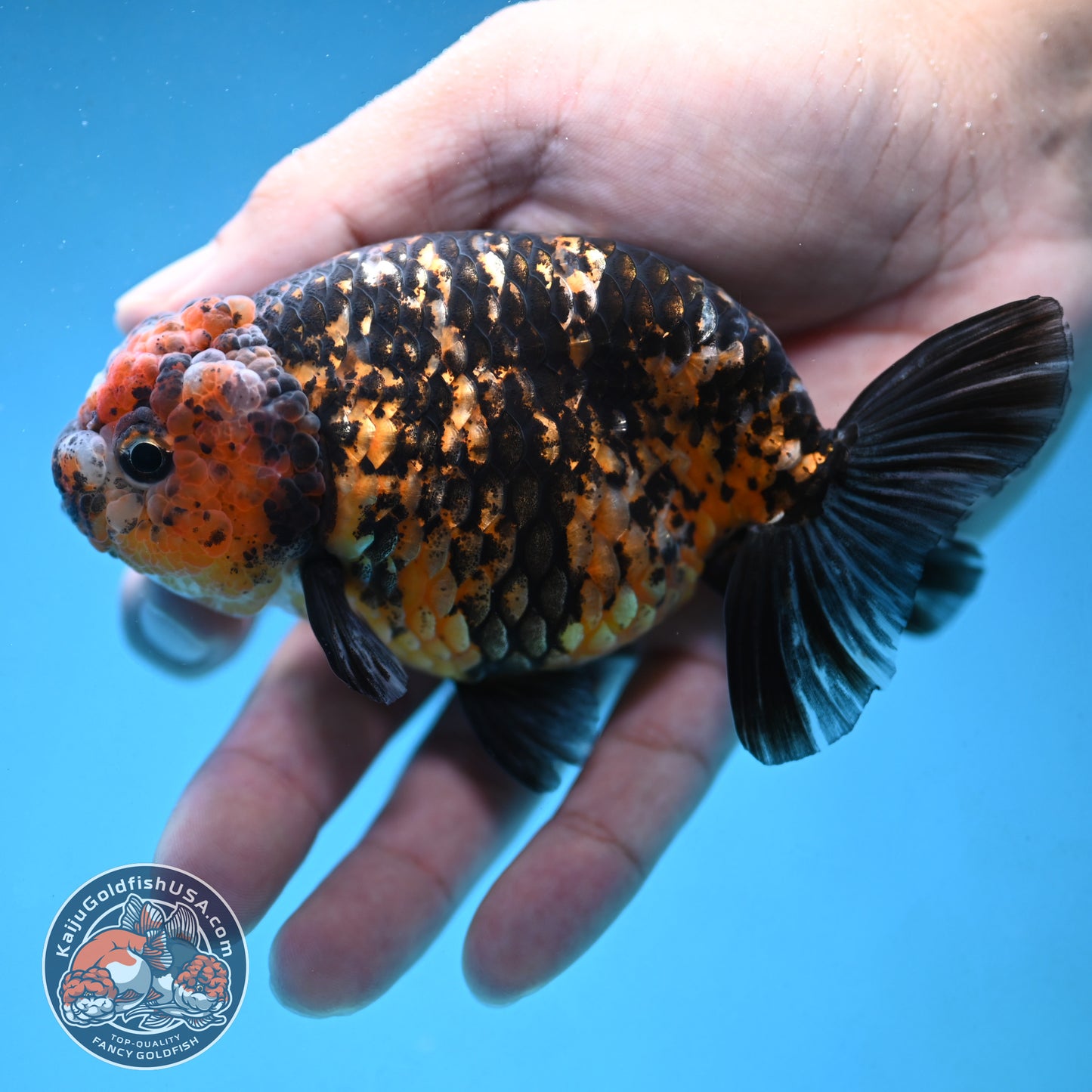 Tiger Ranchu 4 inch Body (250926_RC05)