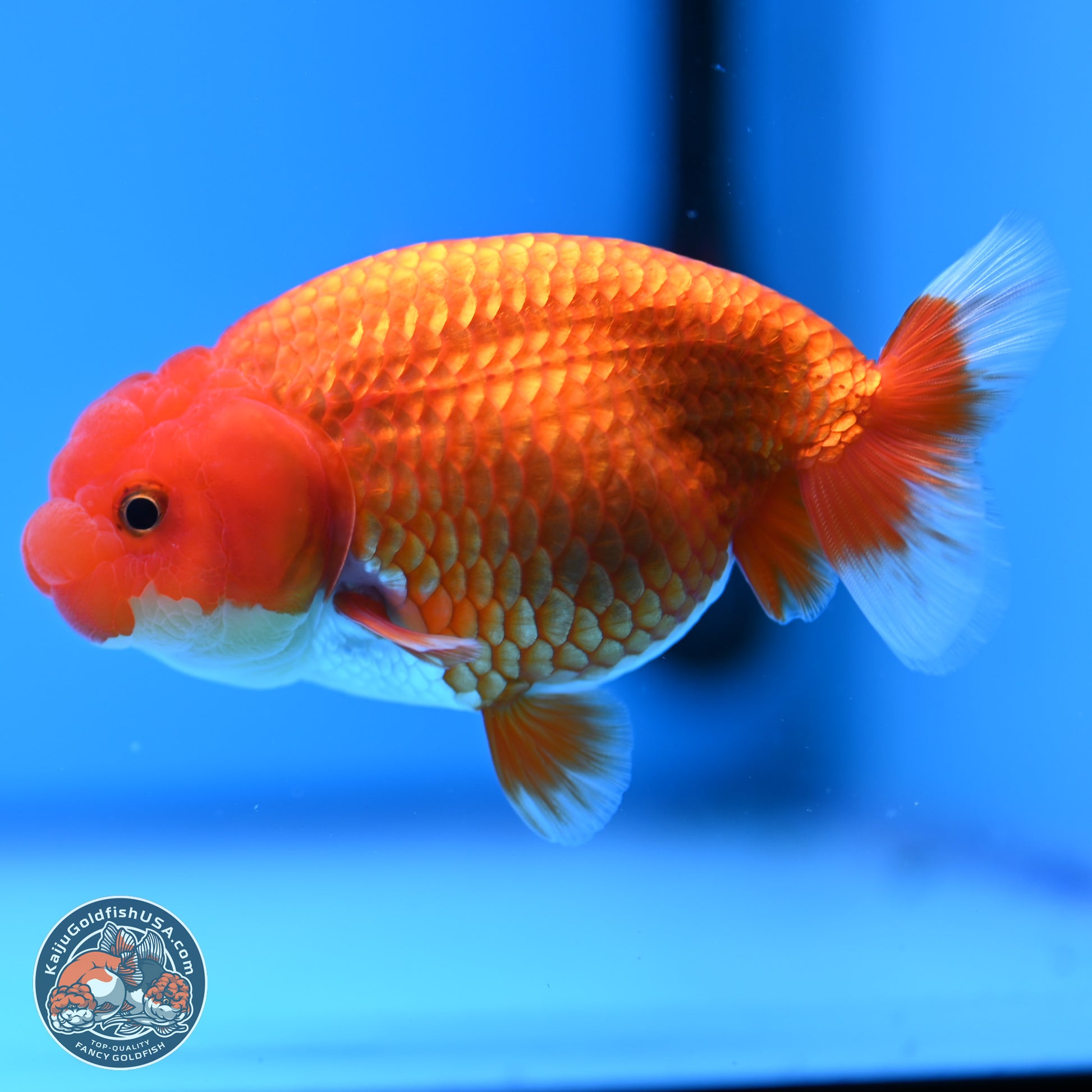 Red White Buffalo Ranchu 4in Body (240802_RC05) - Kaiju Goldfish USA