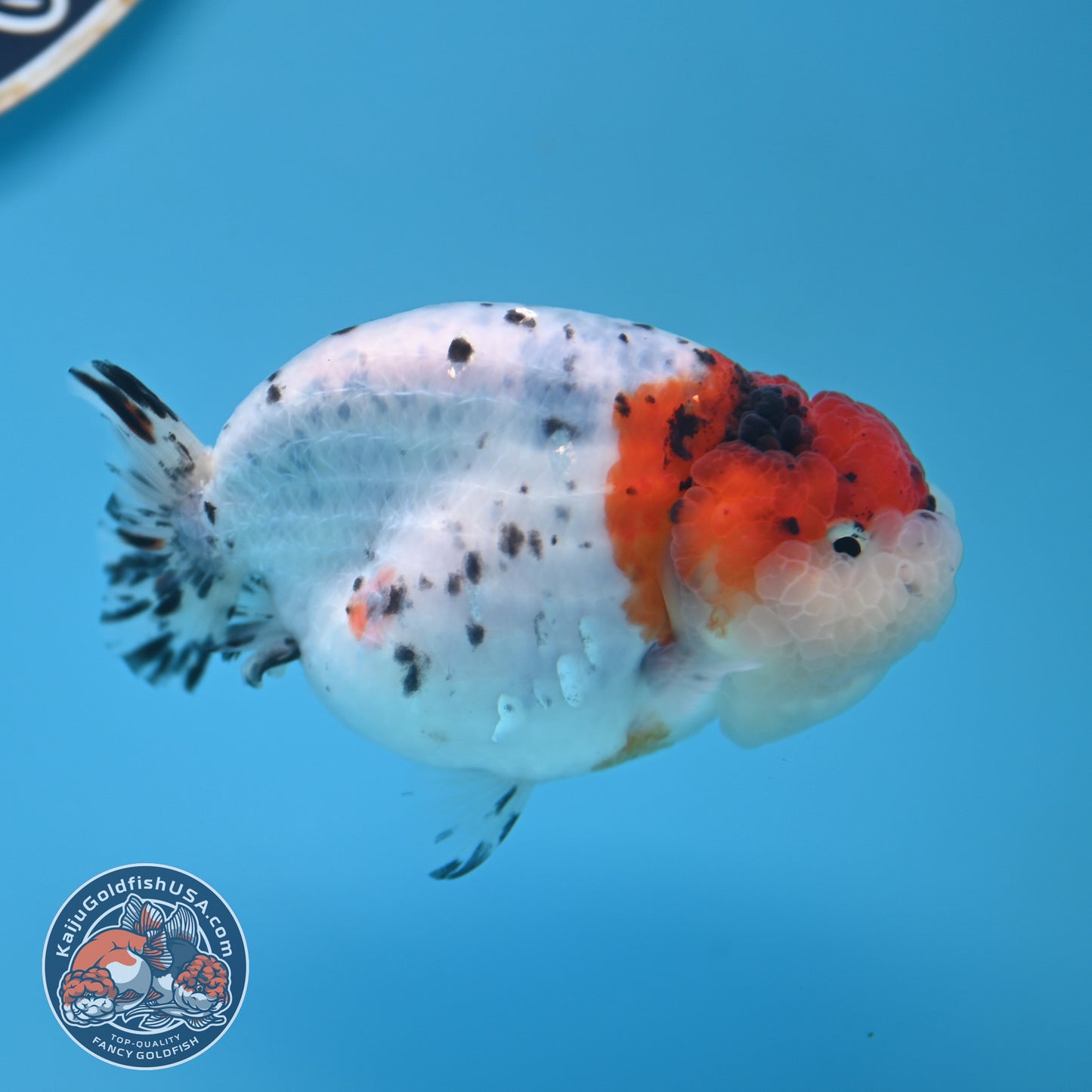 Calico Ranchu 3.5 inches Body (250523_RC05)