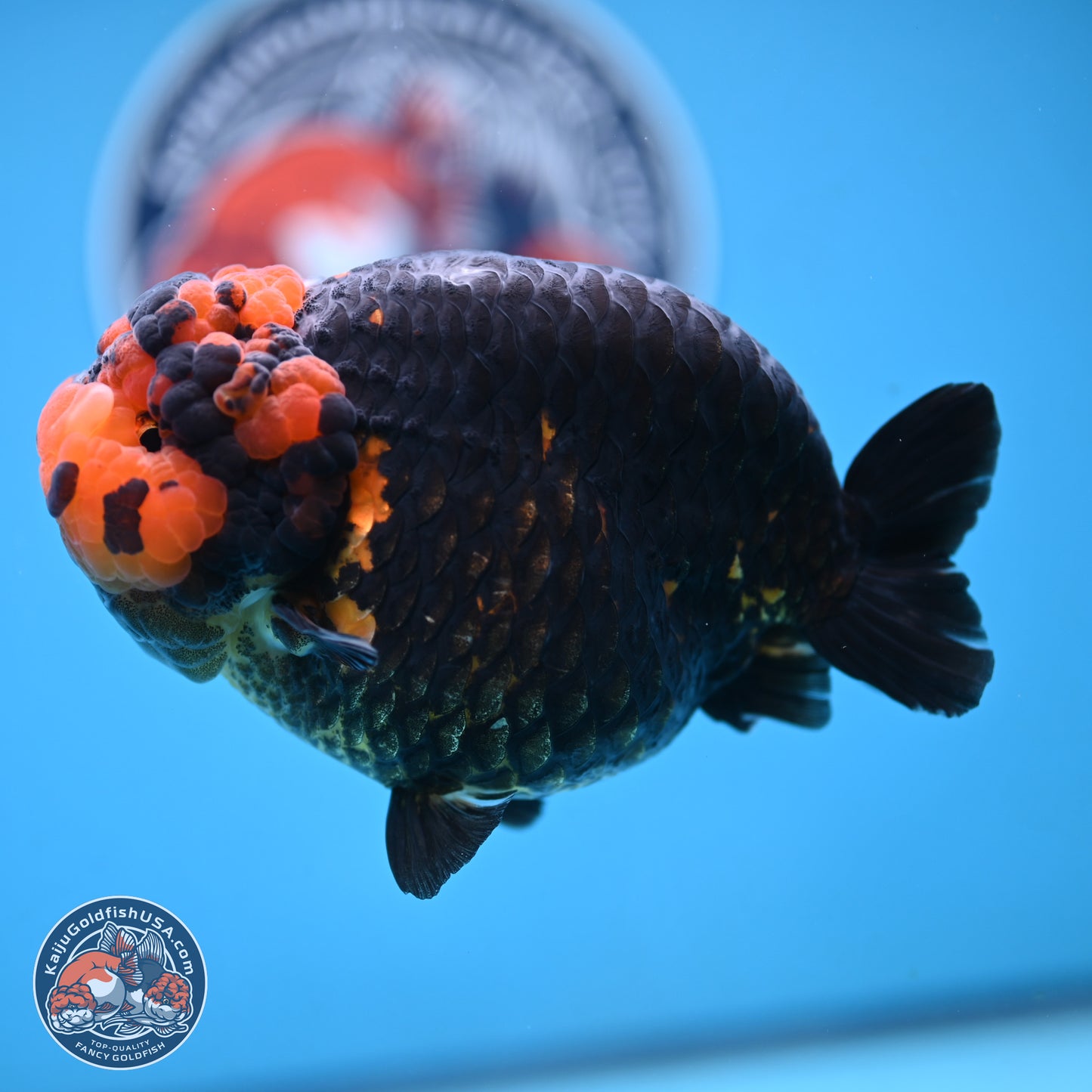 Jumbo Heavy Ink Apache Ranchu 5.5 inches Body - Female (250103_RC05) - Kaiju Goldfish USA