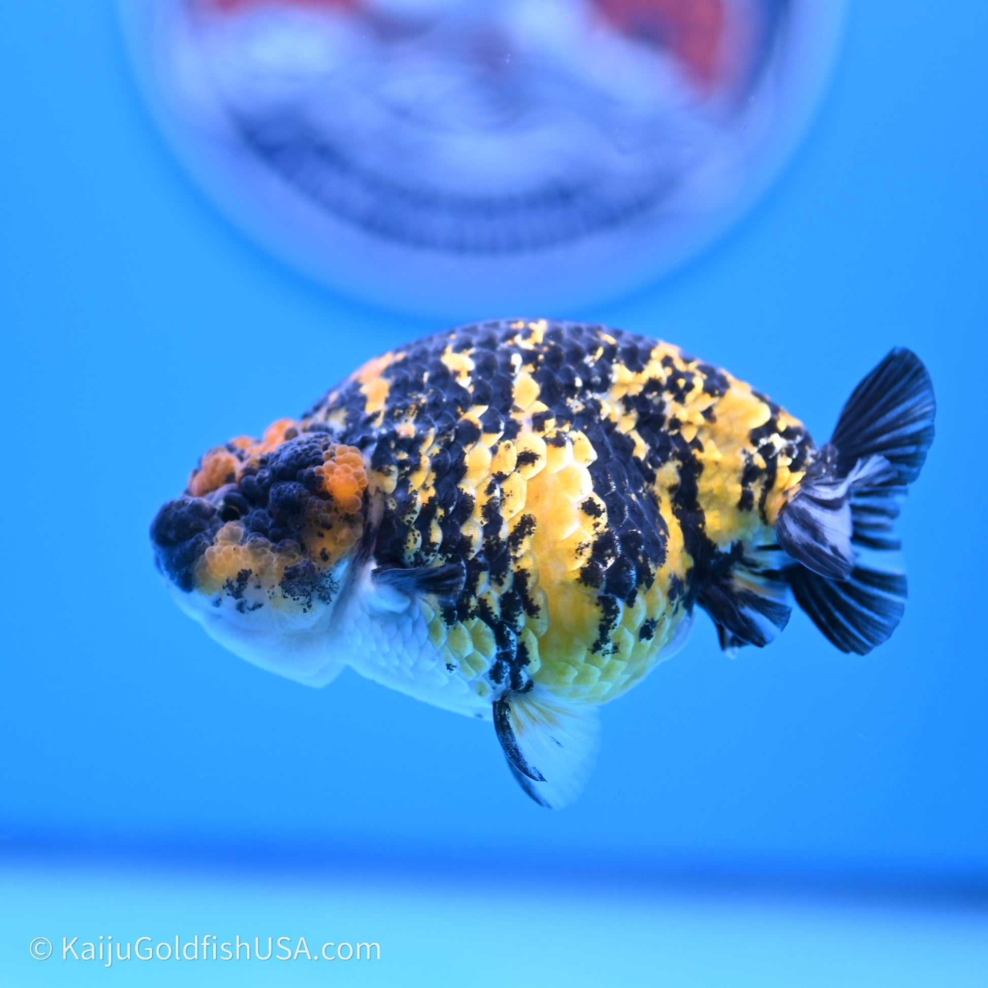 Tiger Ranchu 3.8 inches (240719_RC05) - Kaiju Goldfish USA