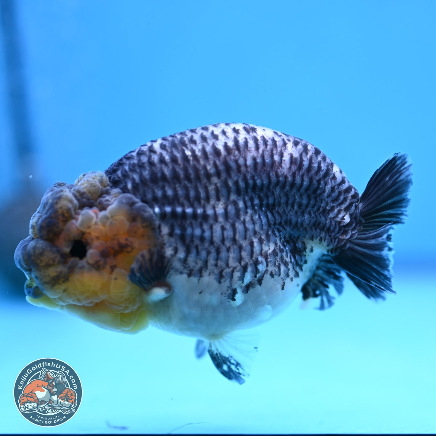 Blue Based Kirin Ranchu 3.8 inches Body - Female (250228_RC05)