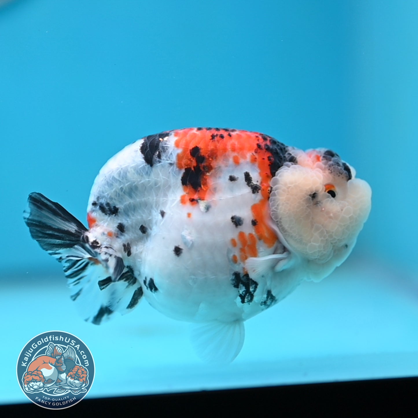 Tricolor Sakura Ranchu 3.8 inches Body (250509_RC05)
