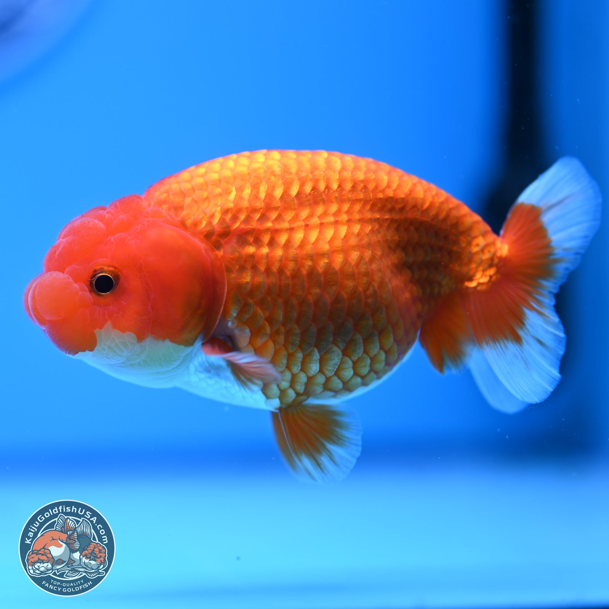 Red White Buffalo Ranchu 4in Body (240802_RC05) - Kaiju Goldfish USA