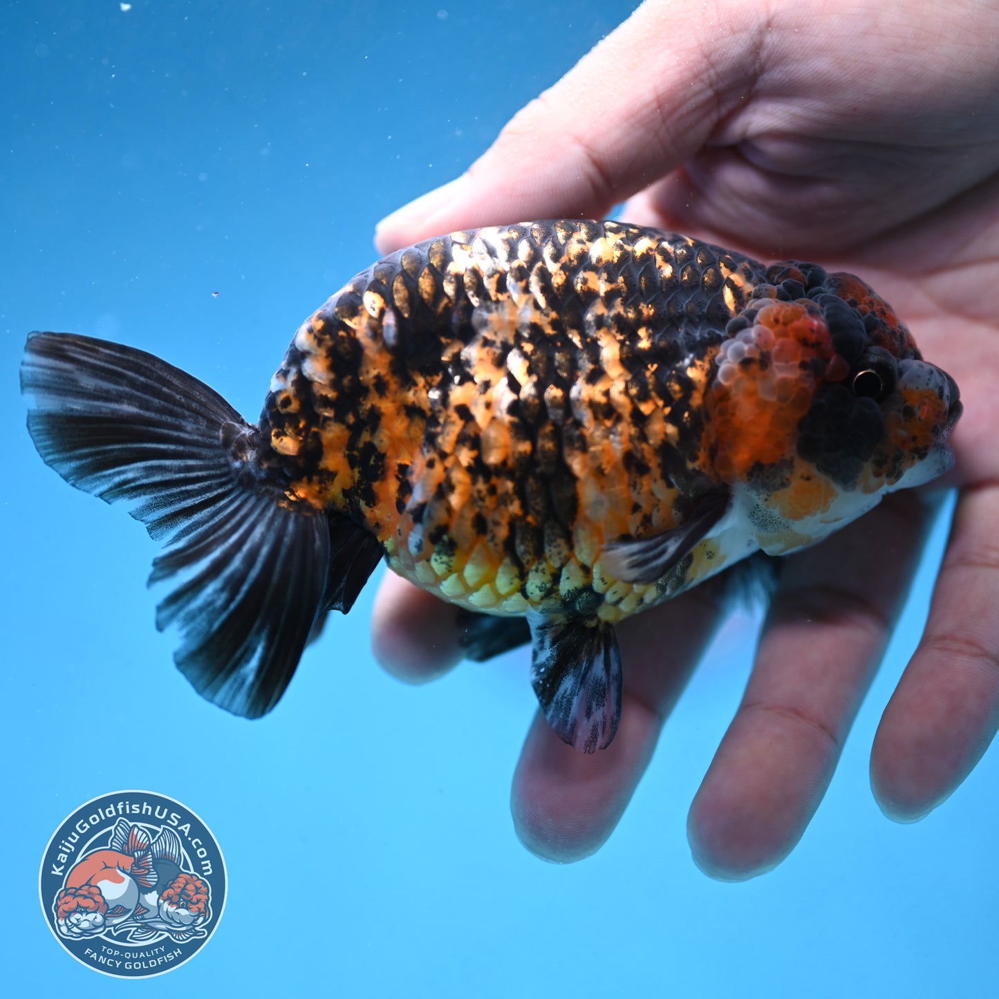 Tiger Ranchu 4 inch Body (250926_RC05)