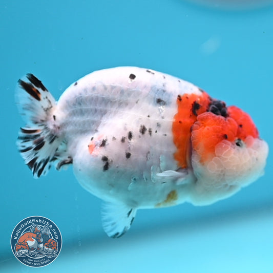 Calico Ranchu 3.5 inches Body (250523_RC05)