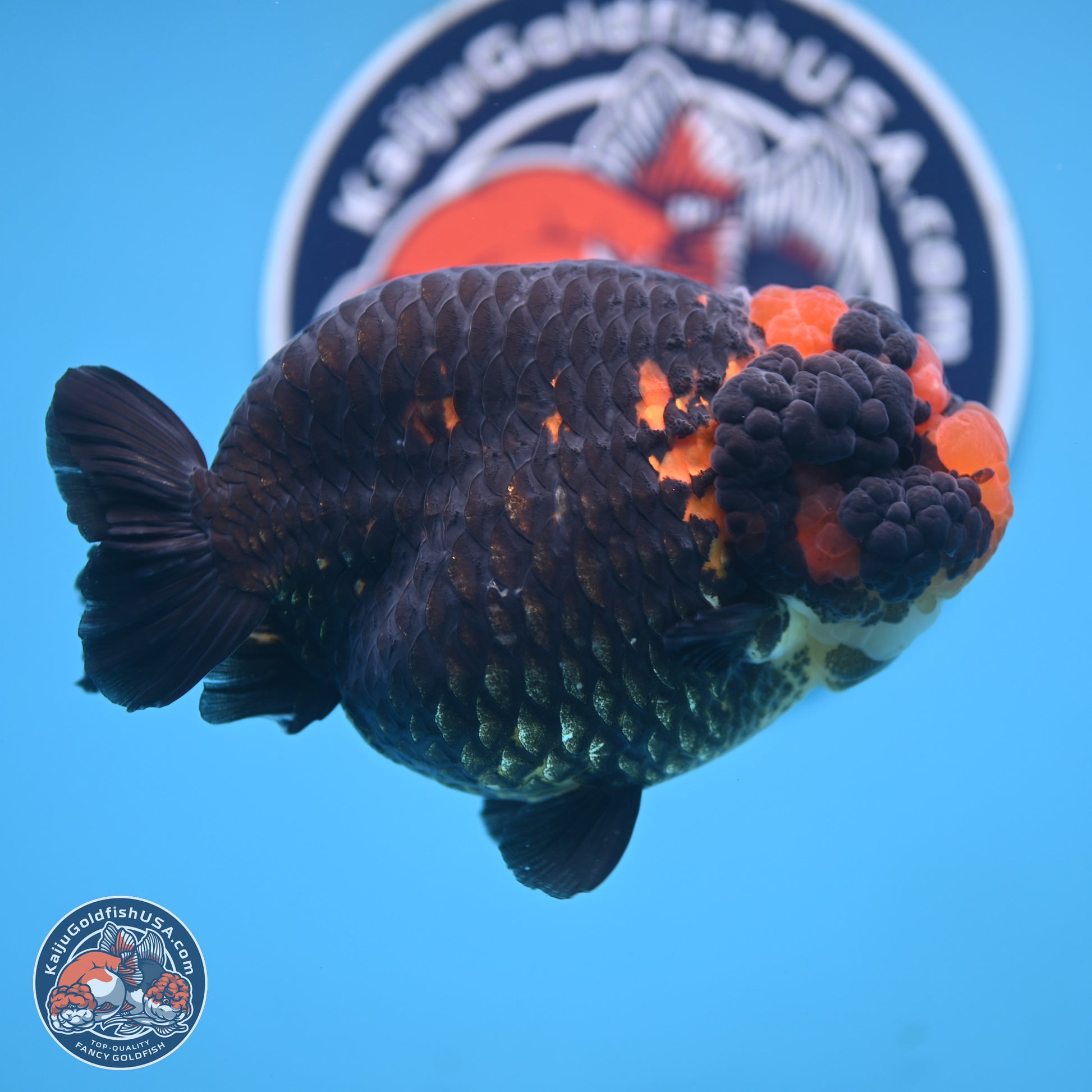 Jumbo Heavy Ink Apache Ranchu 5.5 inches Body - Female (250103_RC05) - Kaiju Goldfish USA