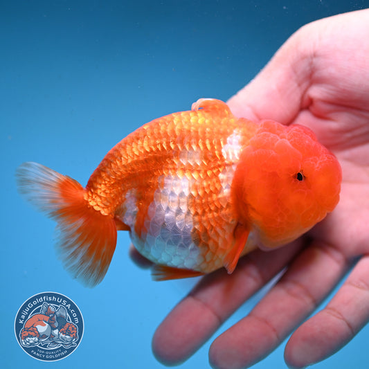 Red White Sharkfin  Buffalo Ranchu 4 inch Body (251003_RC05)