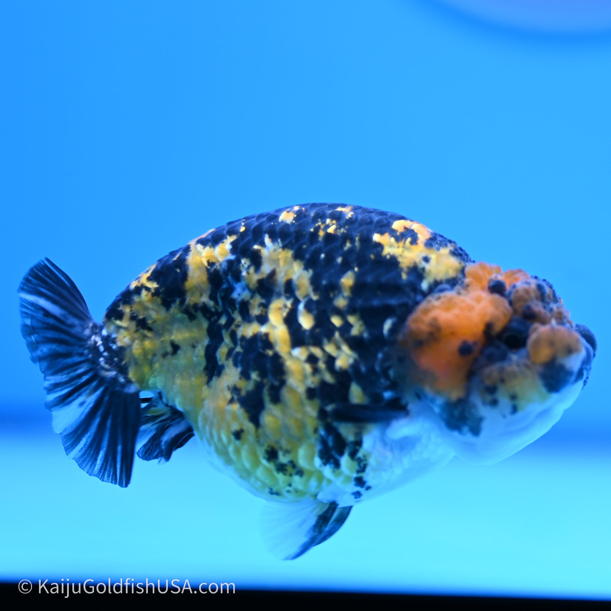 Tiger Ranchu 3.8 inches (240719_RC05) - Kaiju Goldfish USA