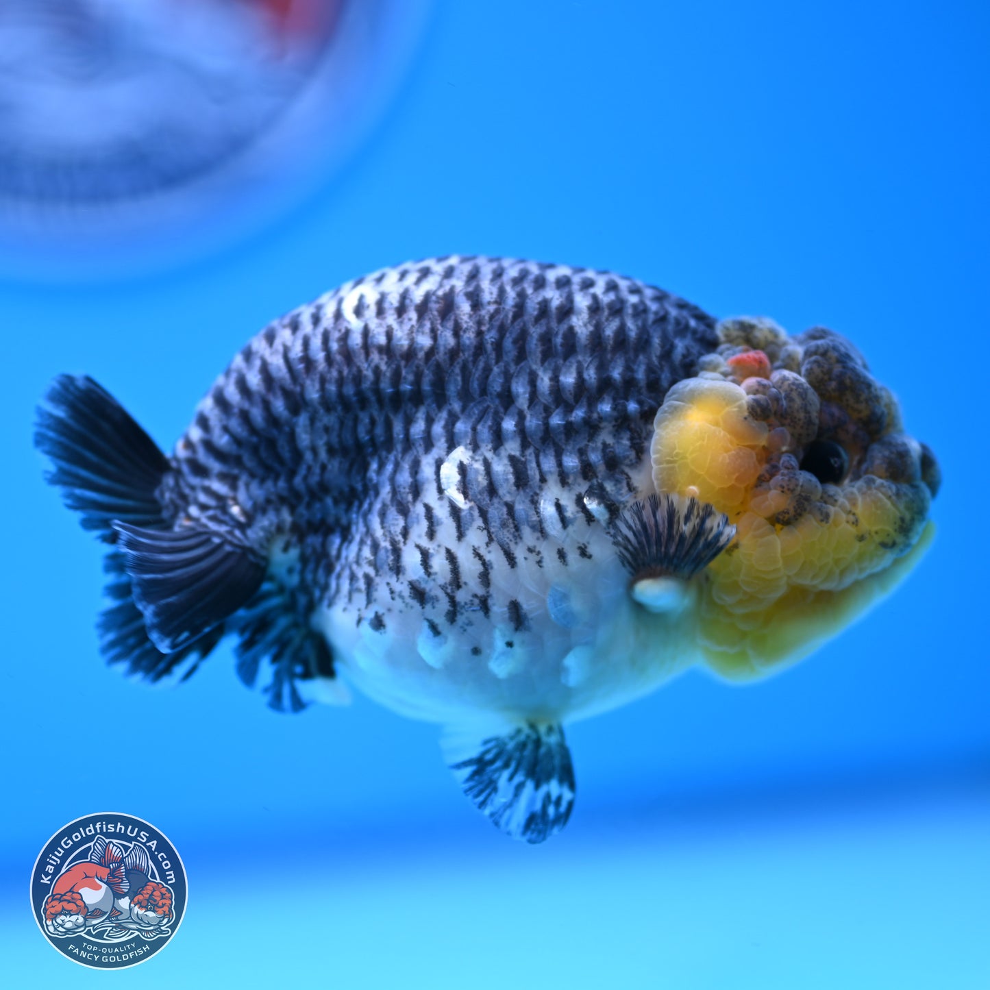 Blue Based Kirin Ranchu 3.8 inches Body - Female (250228_RC05)