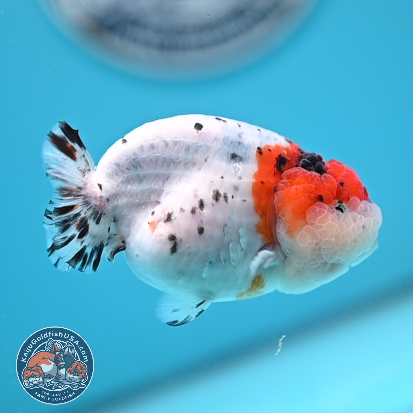 Calico Ranchu 3.5 inches Body (250523_RC05)