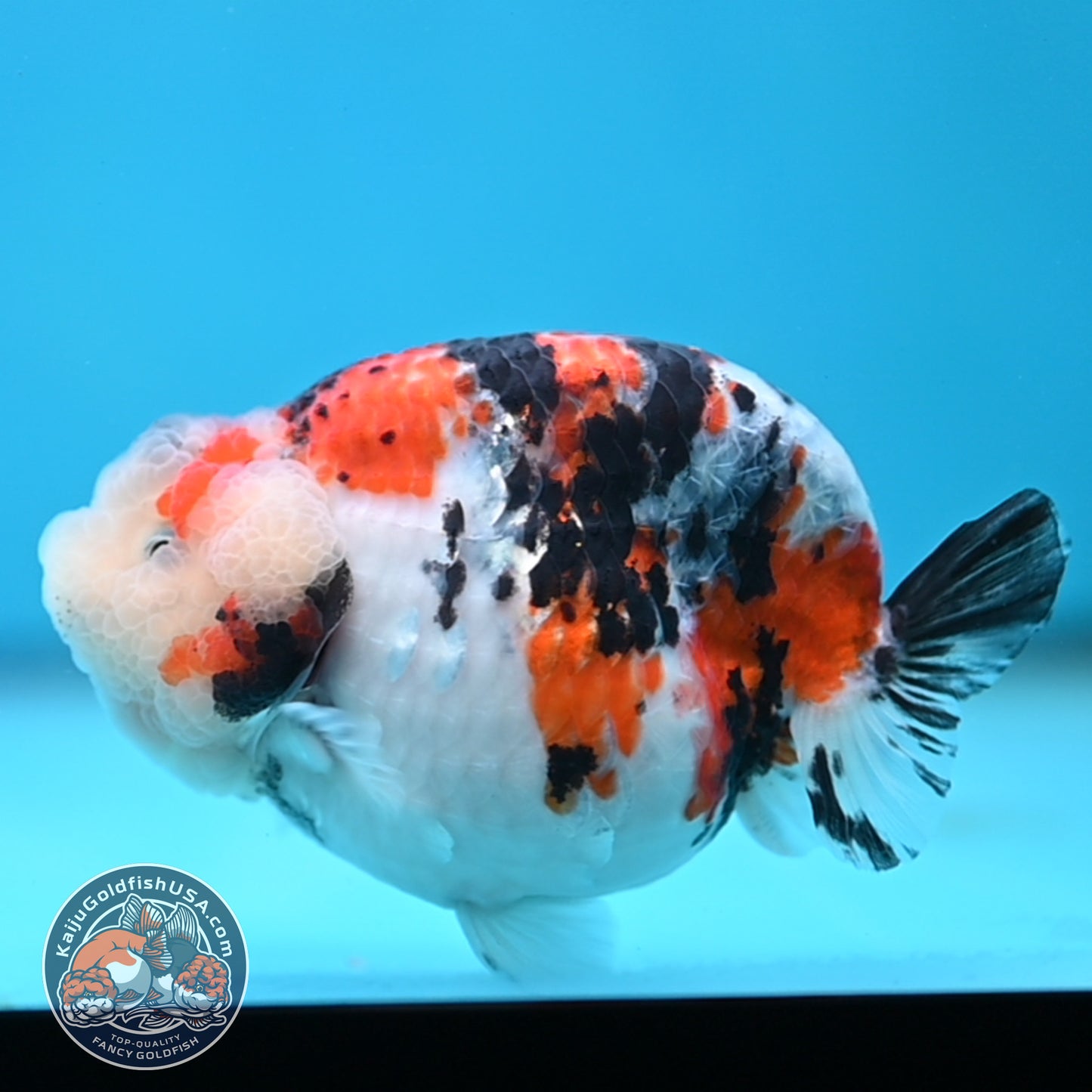 Tricolor Sakura Ranchu 3.8 inches Body (250509_RC05)