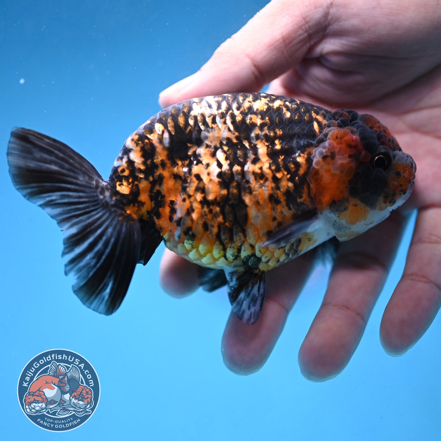 Tiger Ranchu 4 inch Body (250926_RC05)