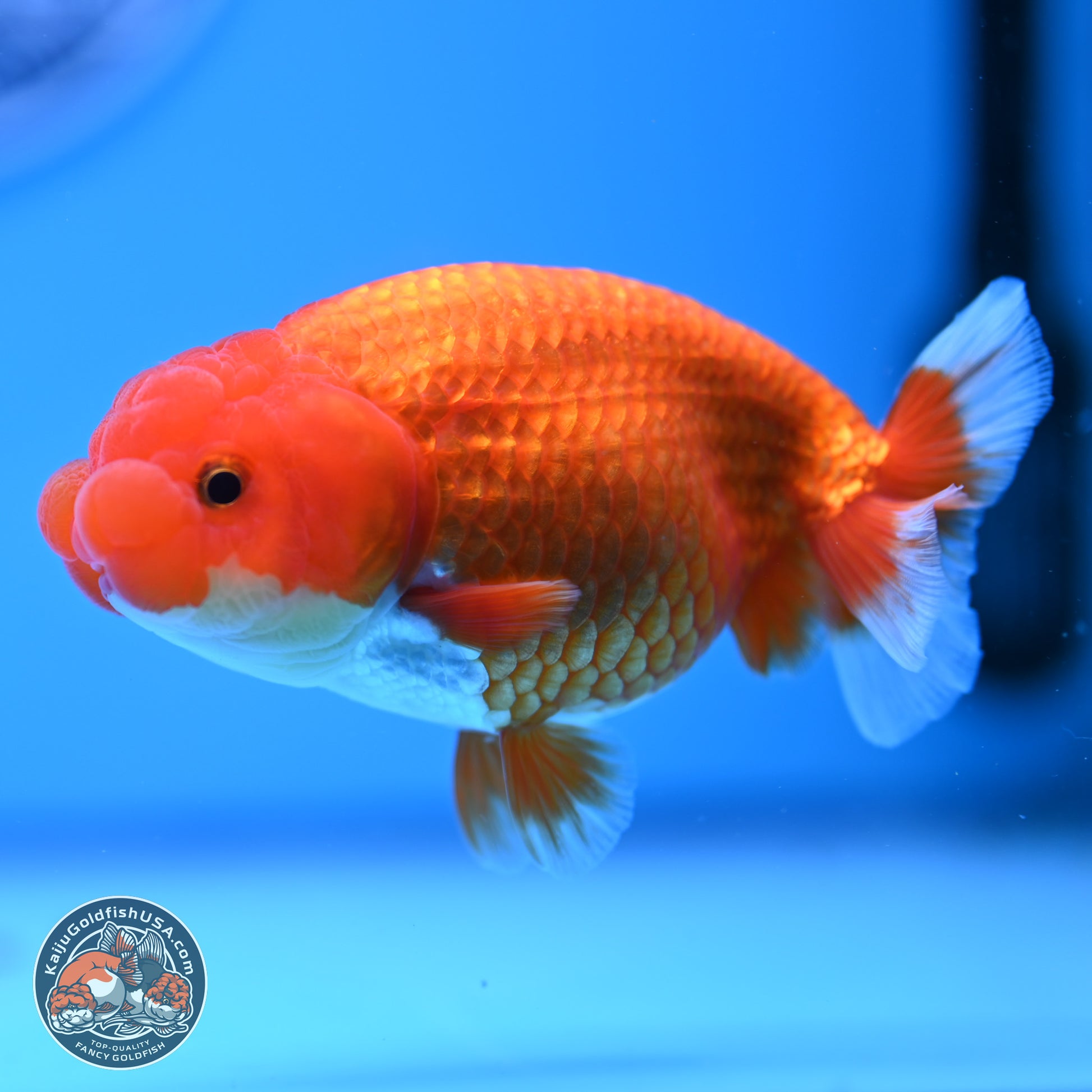 Red White Buffalo Ranchu 4in Body (240802_RC05) - Kaiju Goldfish USA