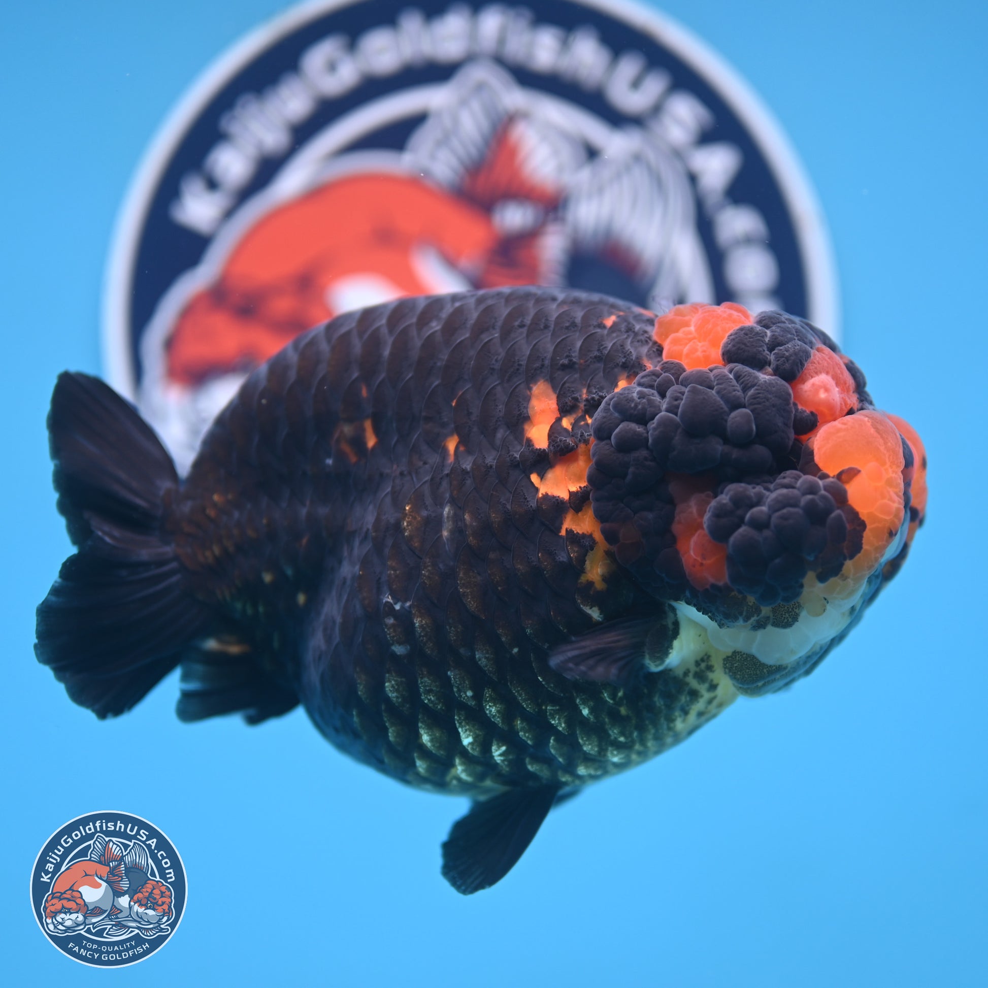 Jumbo Heavy Ink Apache Ranchu 5.5 inches Body - Female (250103_RC05) - Kaiju Goldfish USA