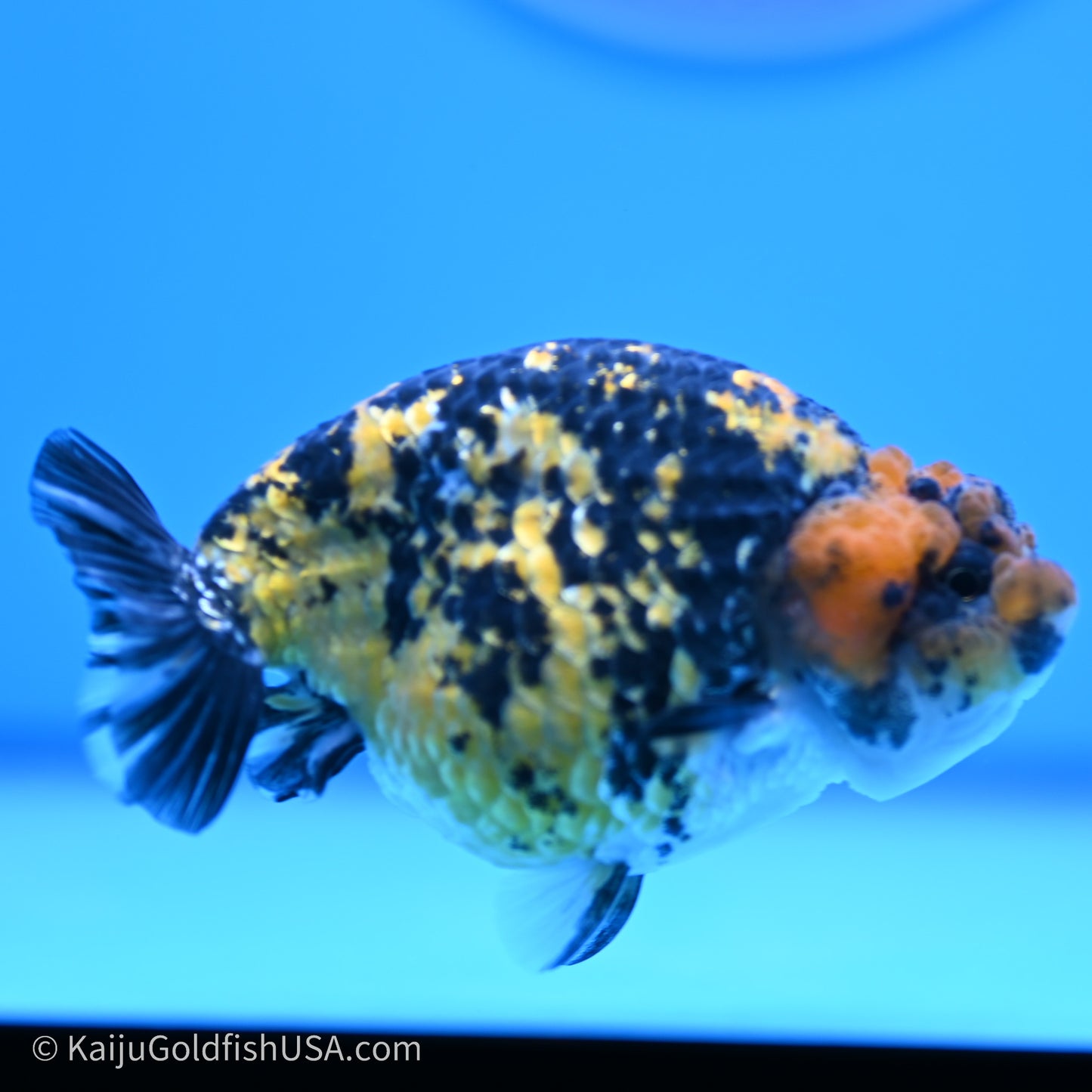 Tiger Ranchu 3.8 inches (240719_RC05) - Kaiju Goldfish USA