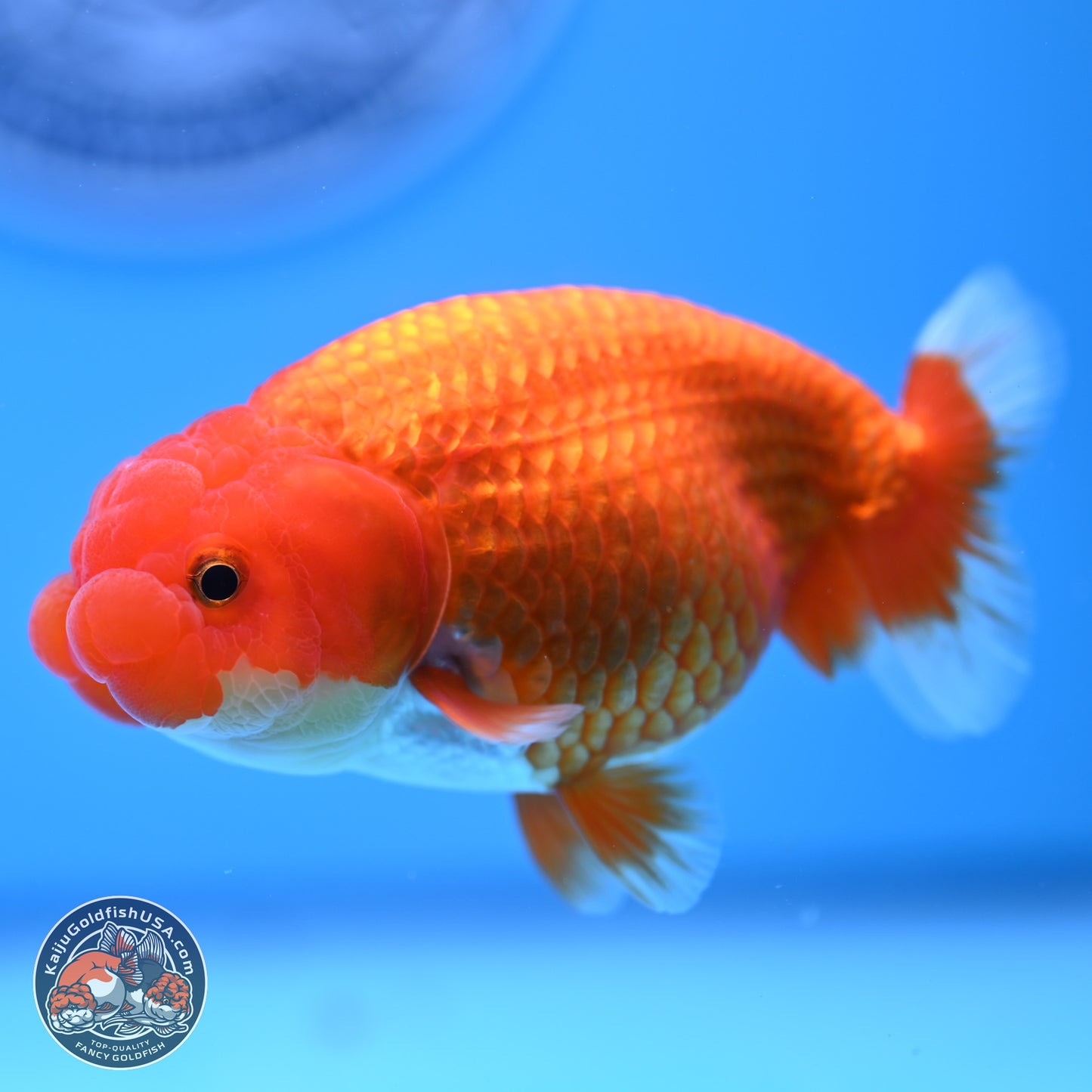 Red White Buffalo Ranchu 4in Body (240802_RC05) - Kaiju Goldfish USA