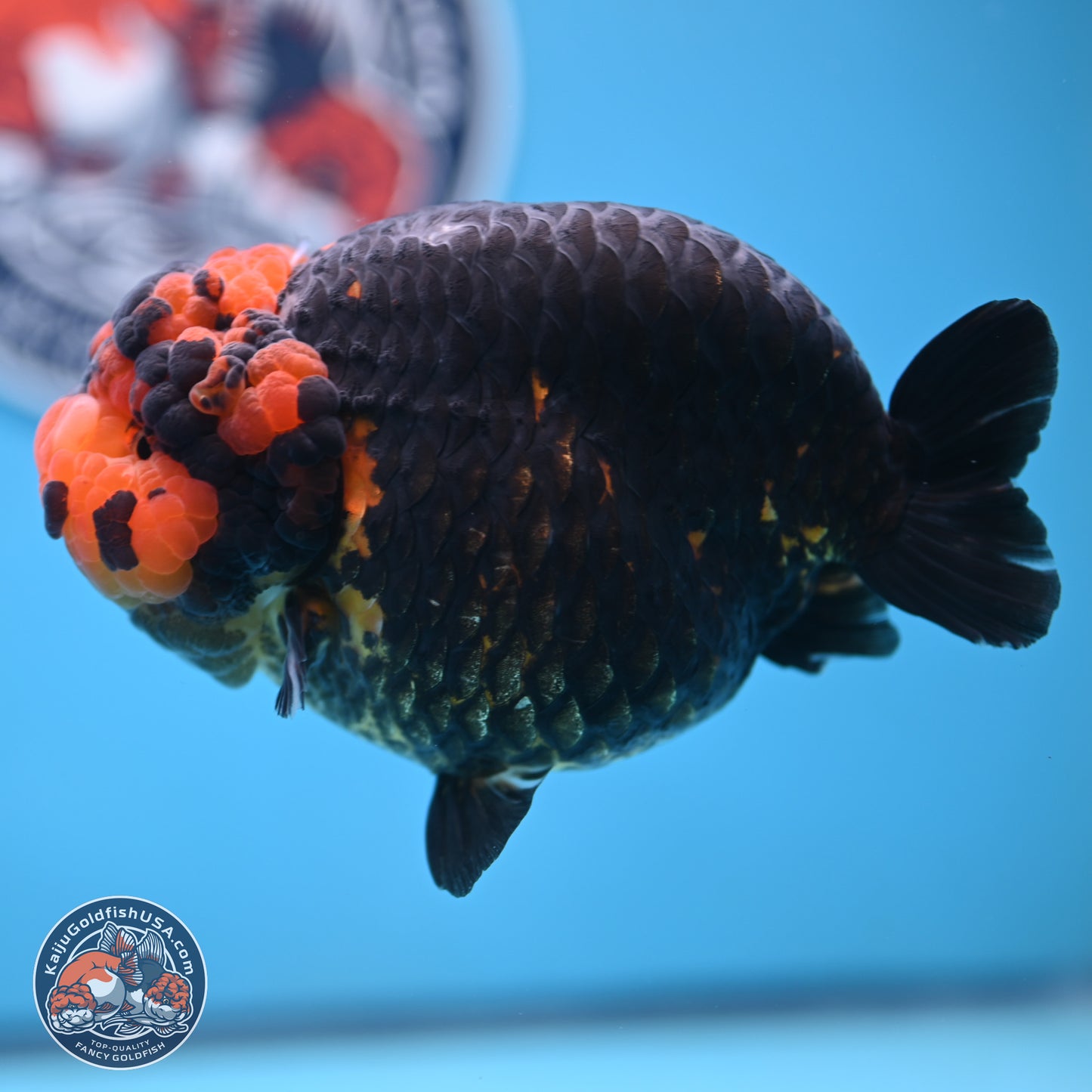 Jumbo Heavy Ink Apache Ranchu 5.5 inches Body - Female (250103_RC05) - Kaiju Goldfish USA