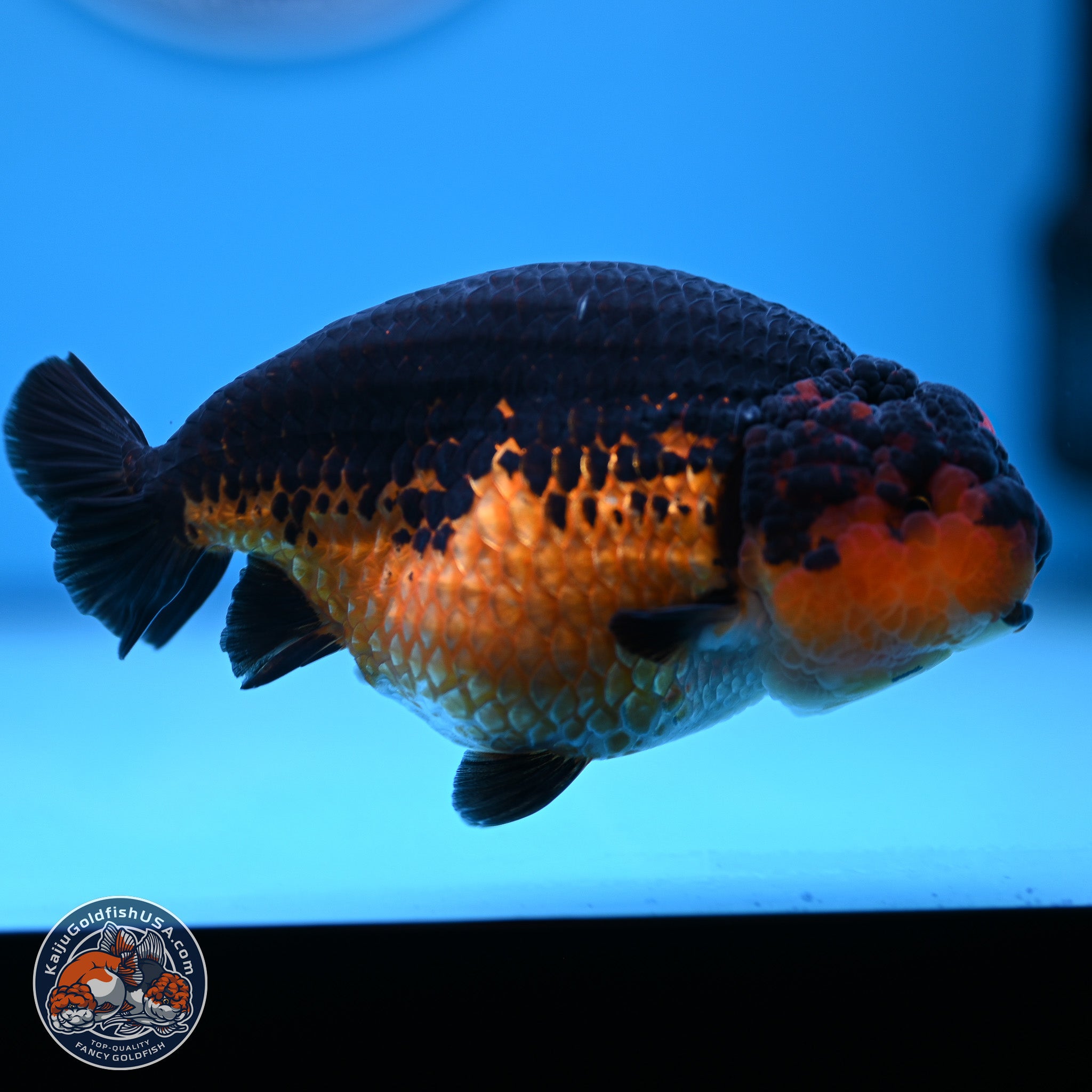 Tiny Tail Sakura Ranchu Goldfish for Sale | Kaiju Goldfish USA