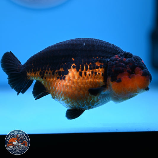 Tiny Tail Apache Ranchu 5.5 inches (241018_RC05)