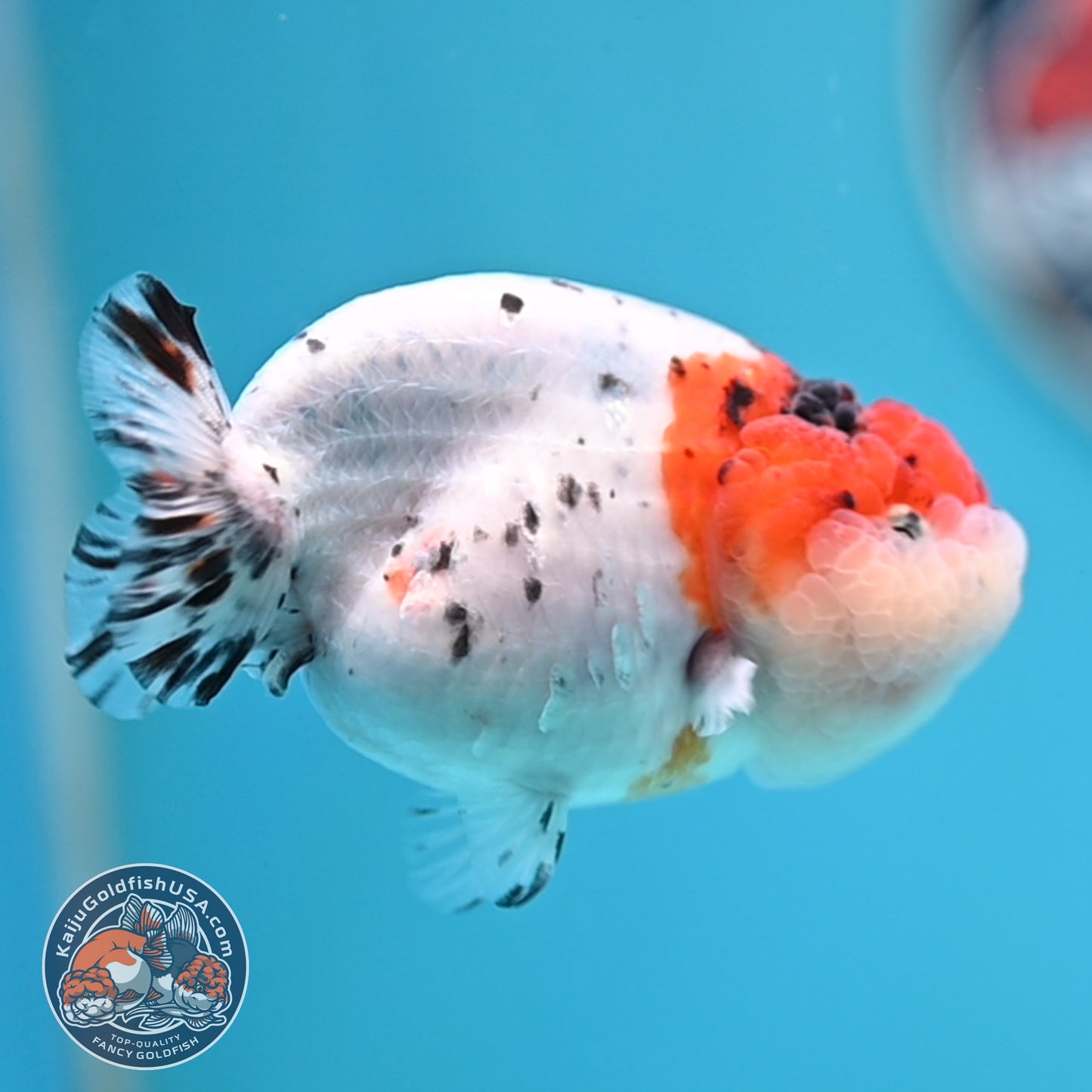 Calico Ranchu 3.5 inches Body (250523_RC05)