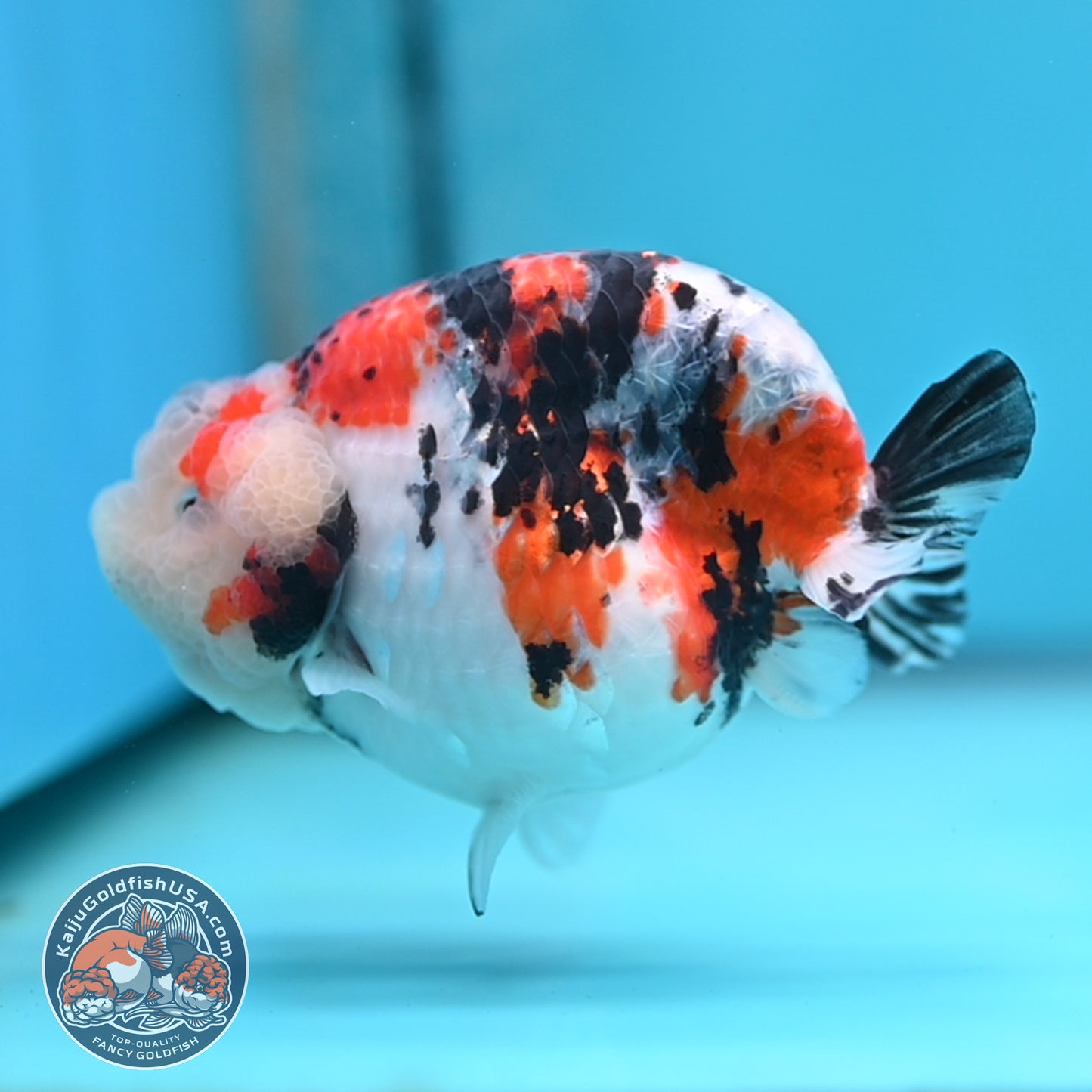 Tricolor Sakura Ranchu 3.8 inches Body (250509_RC05)