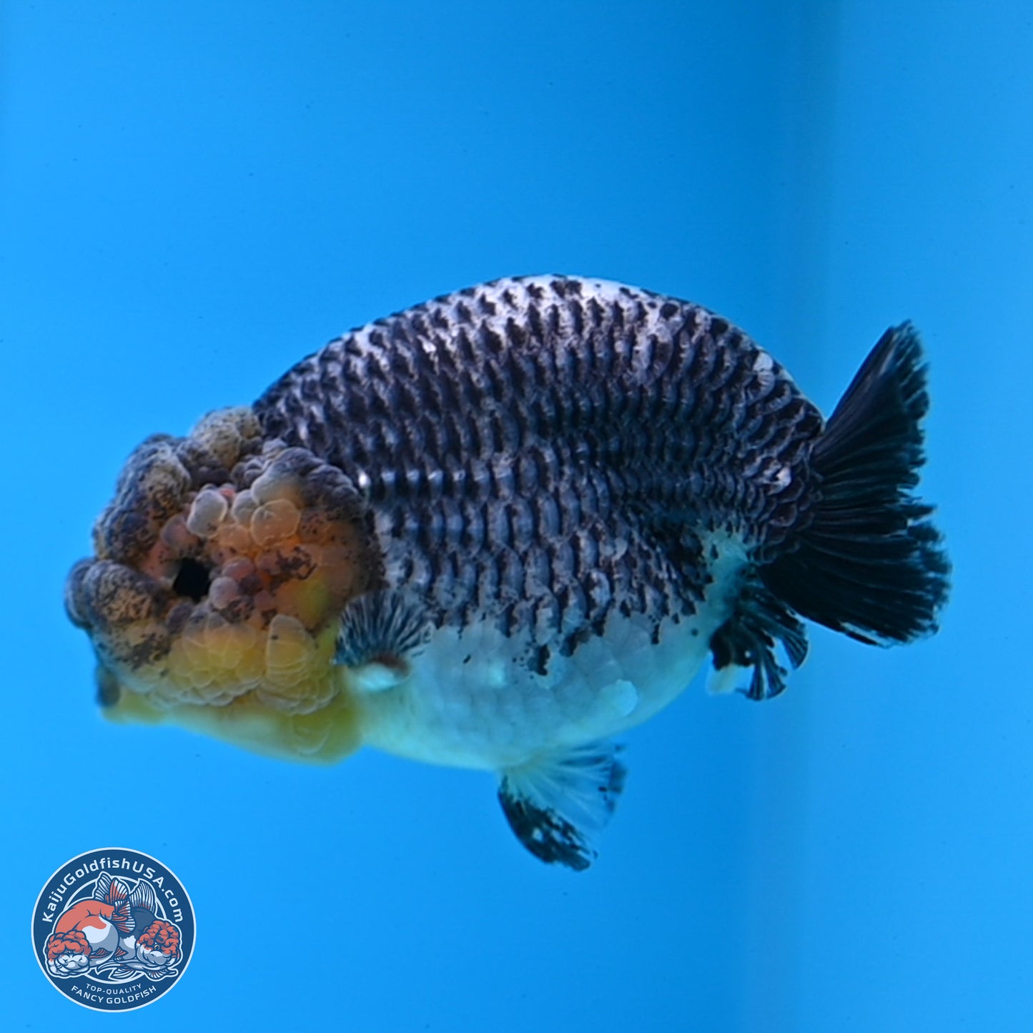 Blue Based Kirin Ranchu 3.8 inches Body - Female (250228_RC05)