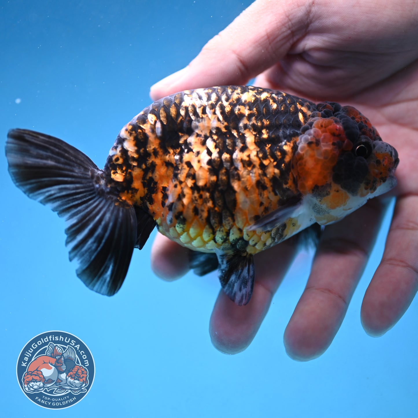 Tiger Ranchu 4 inch Body (250926_RC05)
