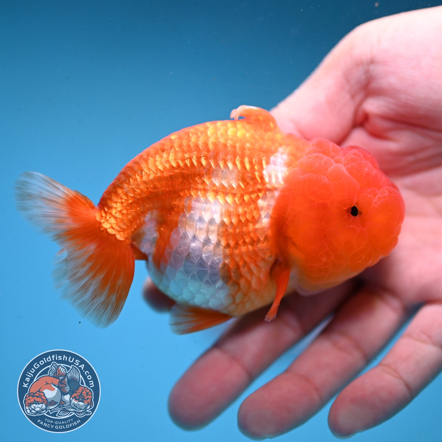Red White Sharkfin  Buffalo Ranchu 4 inch Body (251003_RC05)