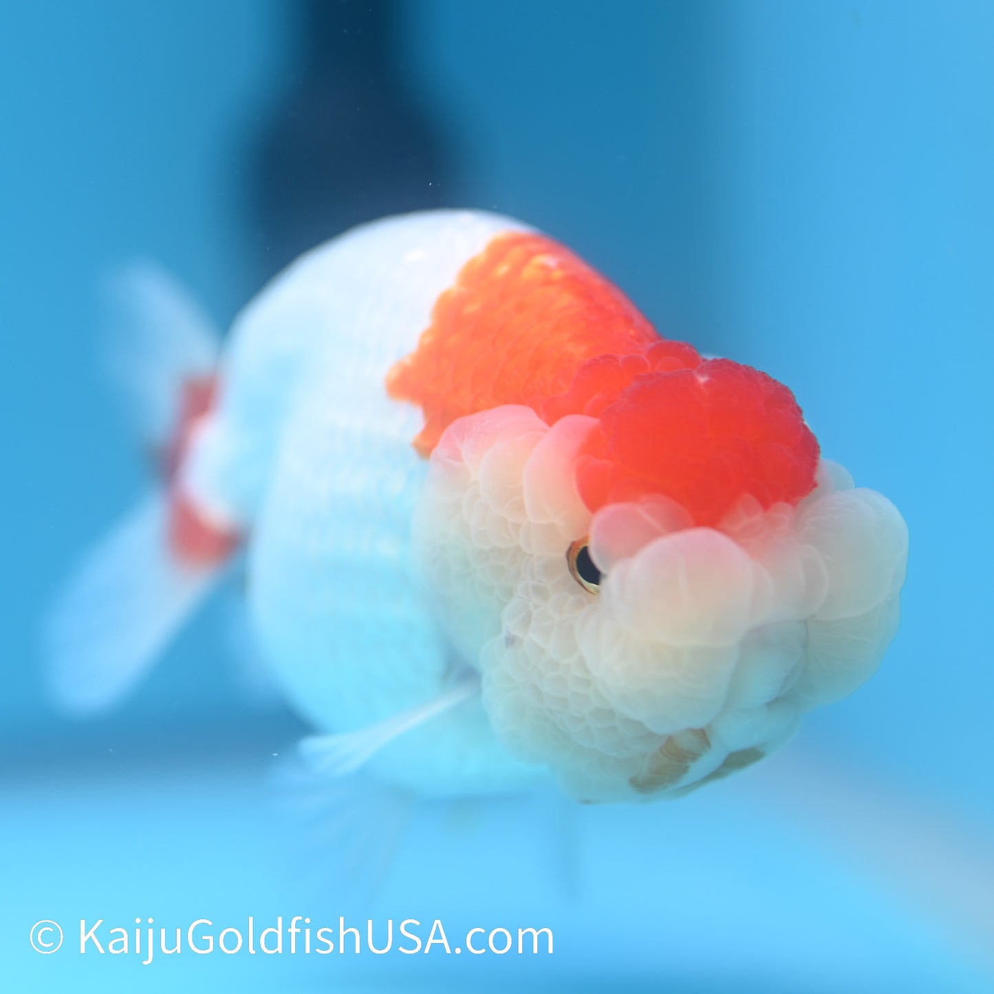 Red White Buffalo Ranchu 4.5 - 5 inches (240301_RC05) - Kaiju Goldfish USA