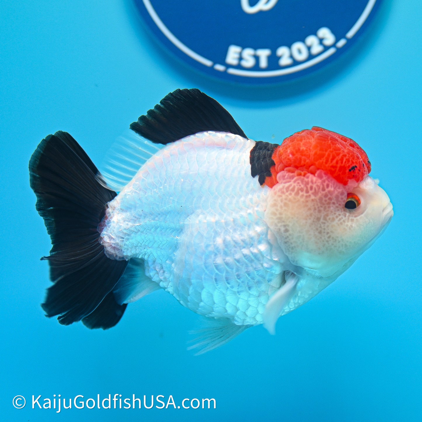 Red Cap Tricolor YuanBao Oranda 4in body (240607_OR05) - Kaiju Goldfish USA