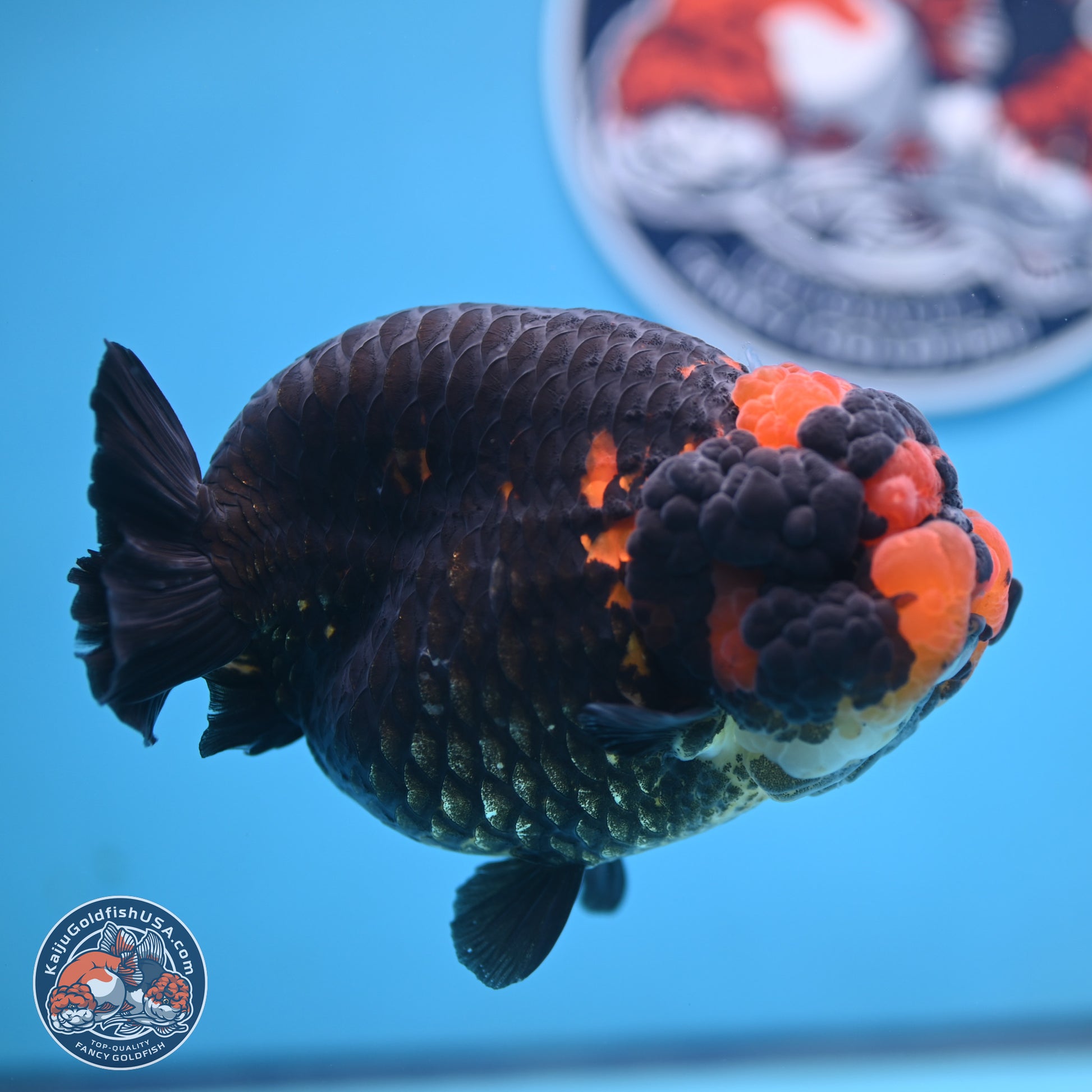 Jumbo Heavy Ink Apache Ranchu 5.5 inches Body - Female (250103_RC05) - Kaiju Goldfish USA