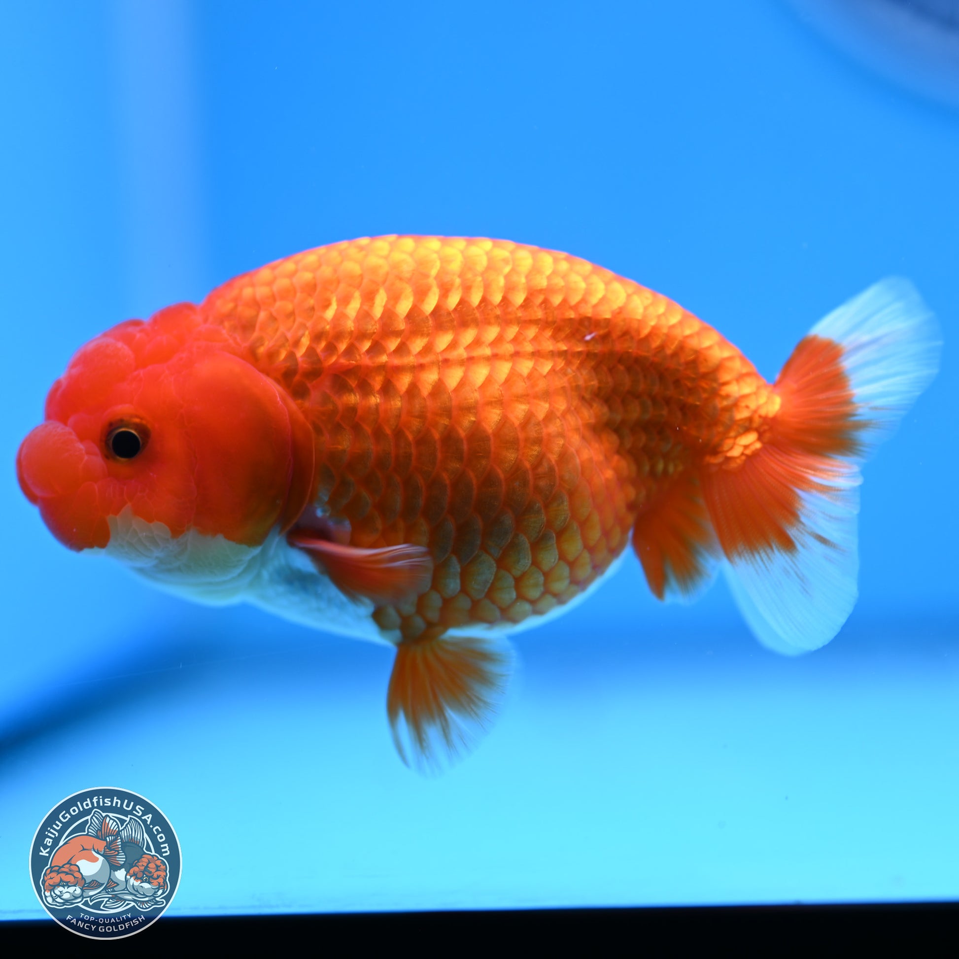 Red White Buffalo Ranchu 4in Body (240802_RC05) - Kaiju Goldfish USA