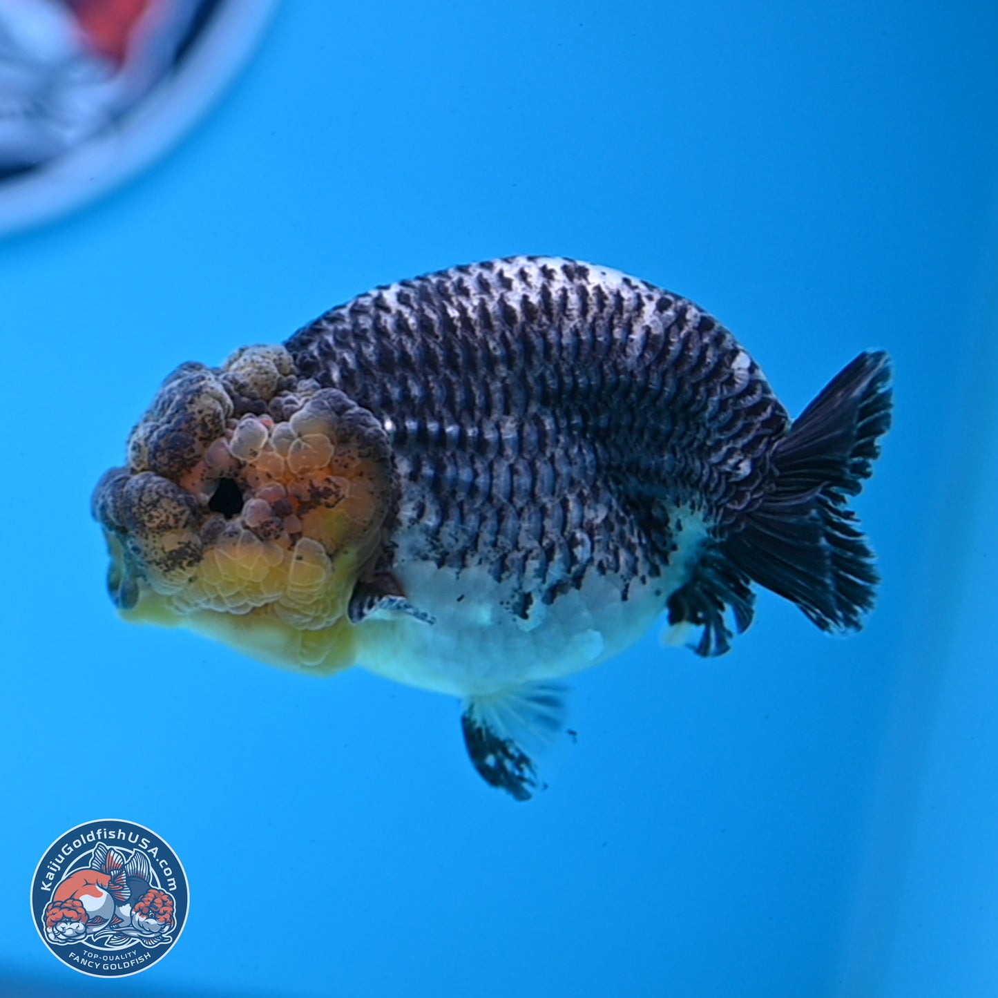 Blue Based Kirin Ranchu 3.8 inches Body - Female (250228_RC05)