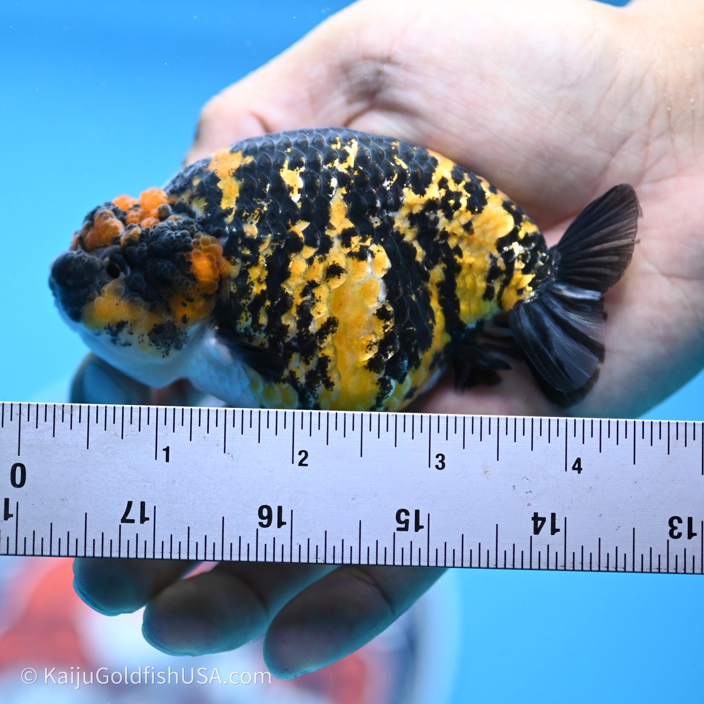 Tiger Ranchu 3.8 inches (240719_RC05) - Kaiju Goldfish USA