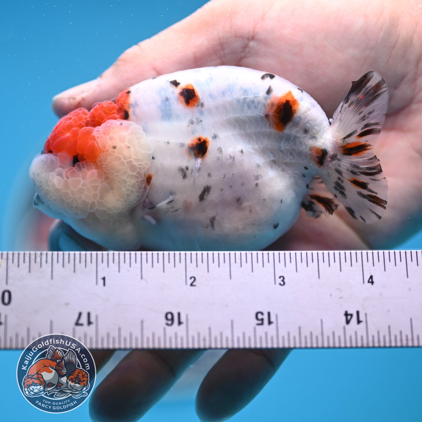 Calico Ranchu 3.5 inches Body (250523_RC05)