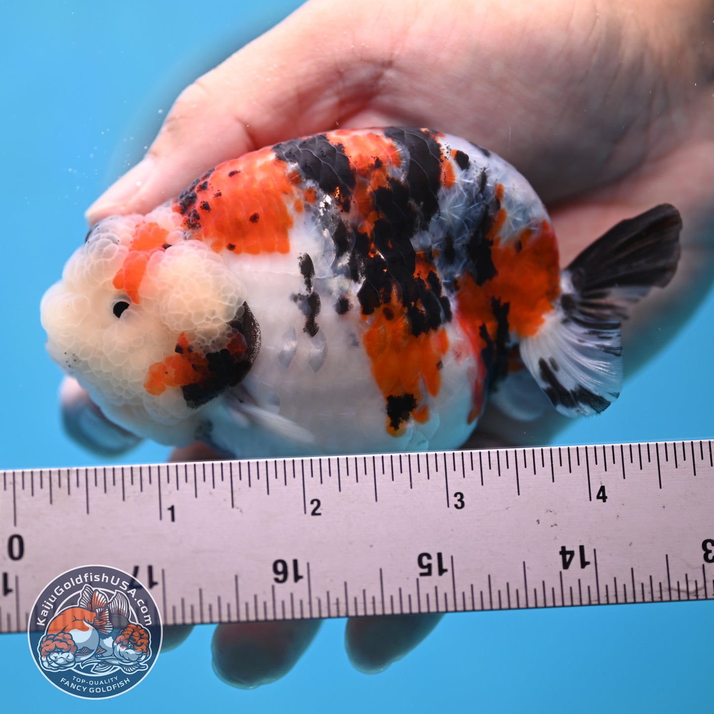 Tricolor Sakura Ranchu 3.8 inches Body (250509_RC05)