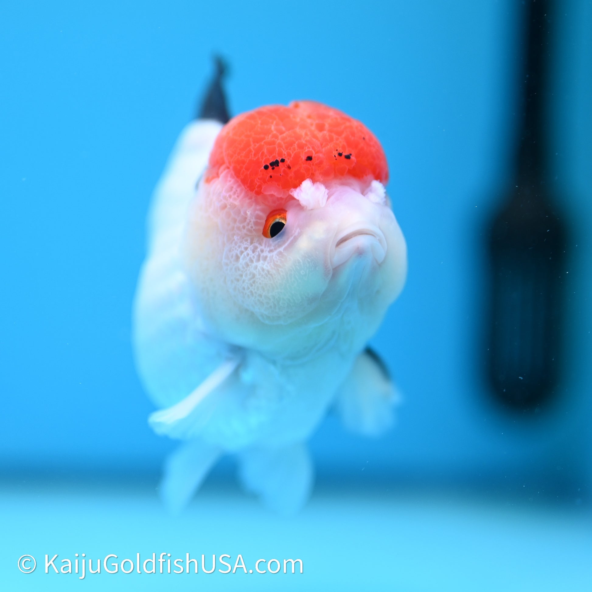 Red Cap Tricolor YuanBao Oranda 4in body (240607_OR05) - Kaiju Goldfish USA