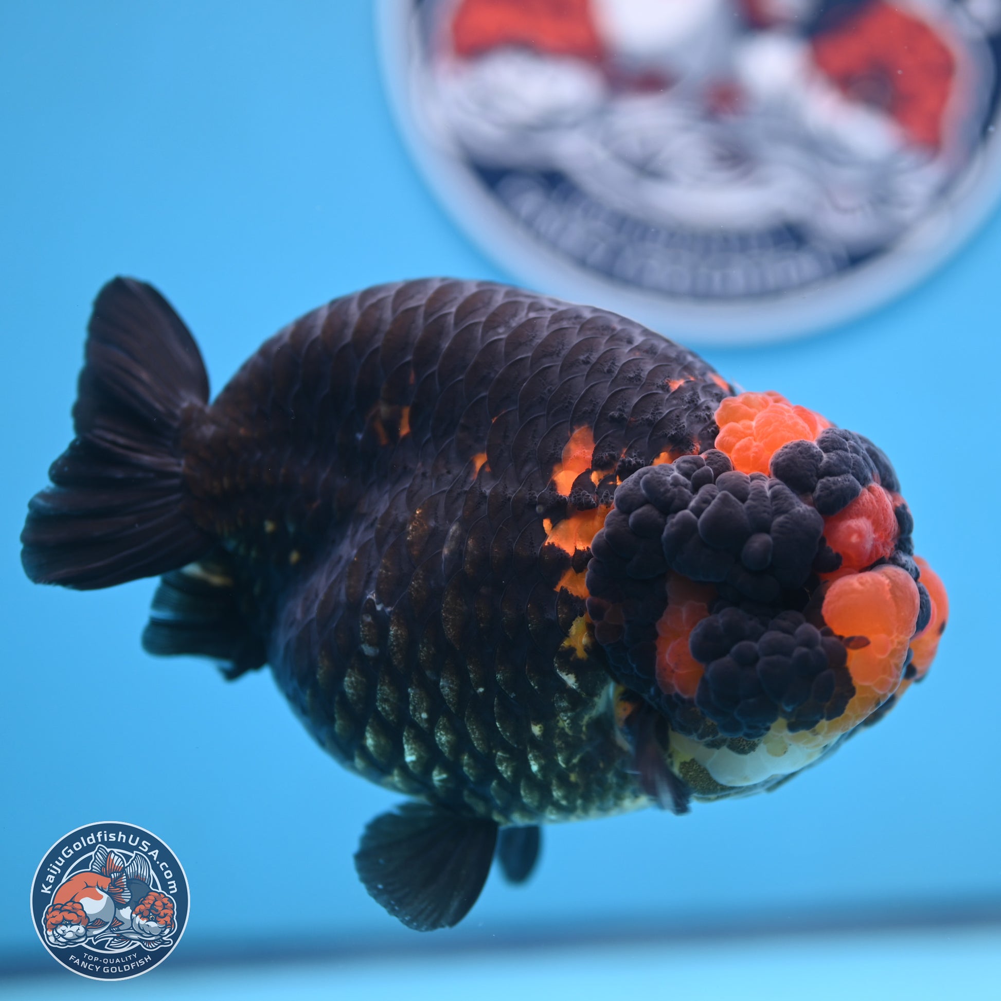 Jumbo Heavy Ink Apache Ranchu 5.5 inches Body - Female (250103_RC05) - Kaiju Goldfish USA