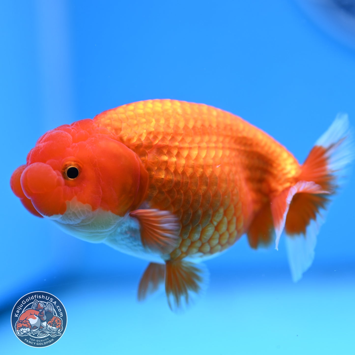 Red White Buffalo Ranchu 4in Body (240802_RC05) - Kaiju Goldfish USA