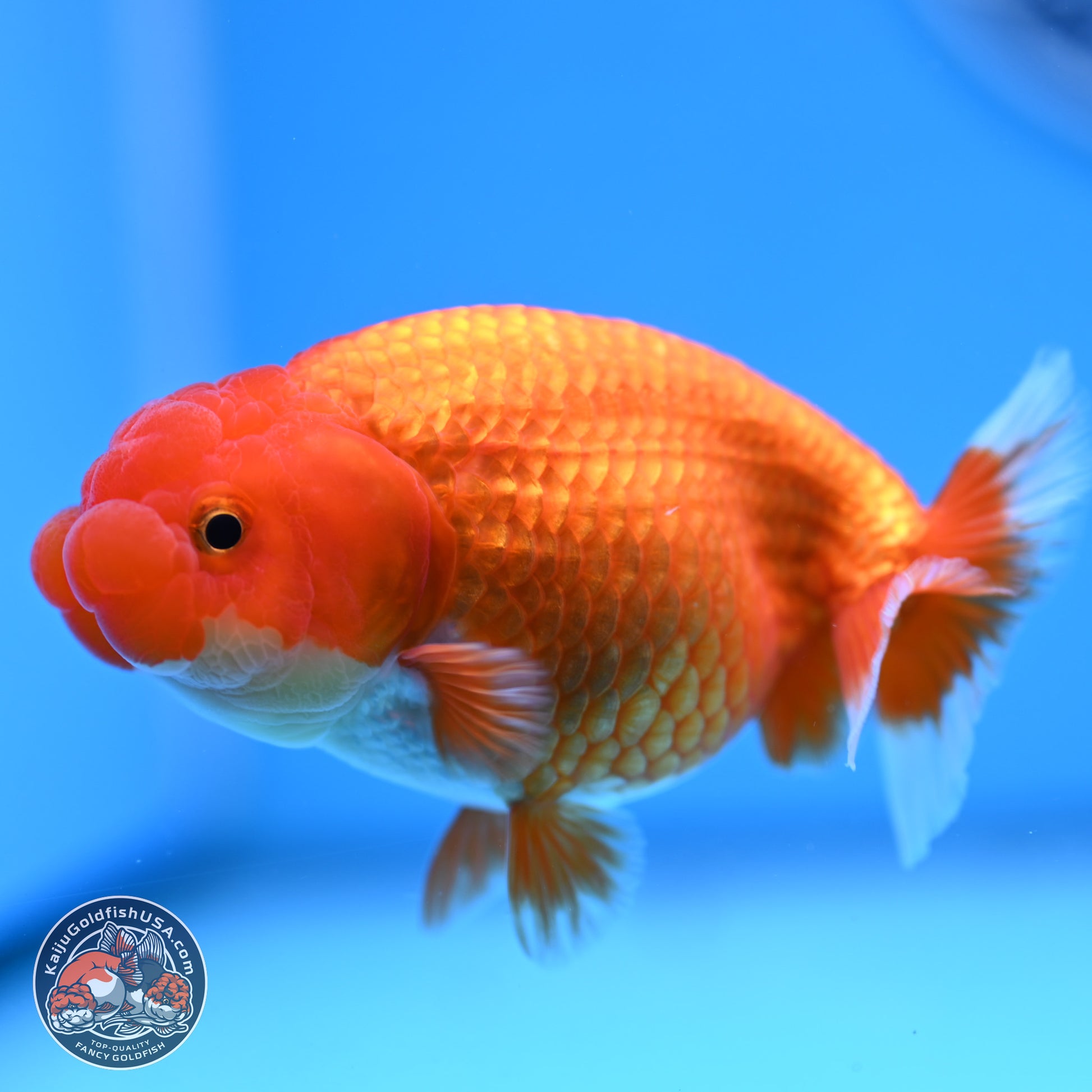 Red White Buffalo Ranchu 4in Body (240802_RC05) - Kaiju Goldfish USA