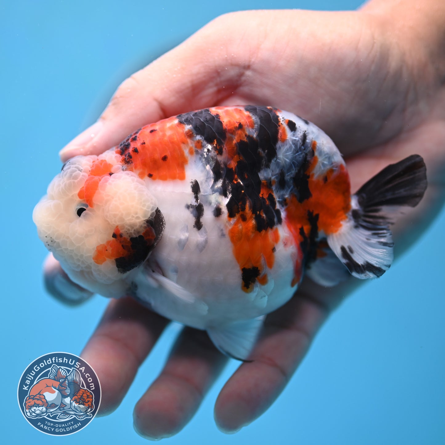 Tricolor Sakura Ranchu 3.8 inches Body (250509_RC05)